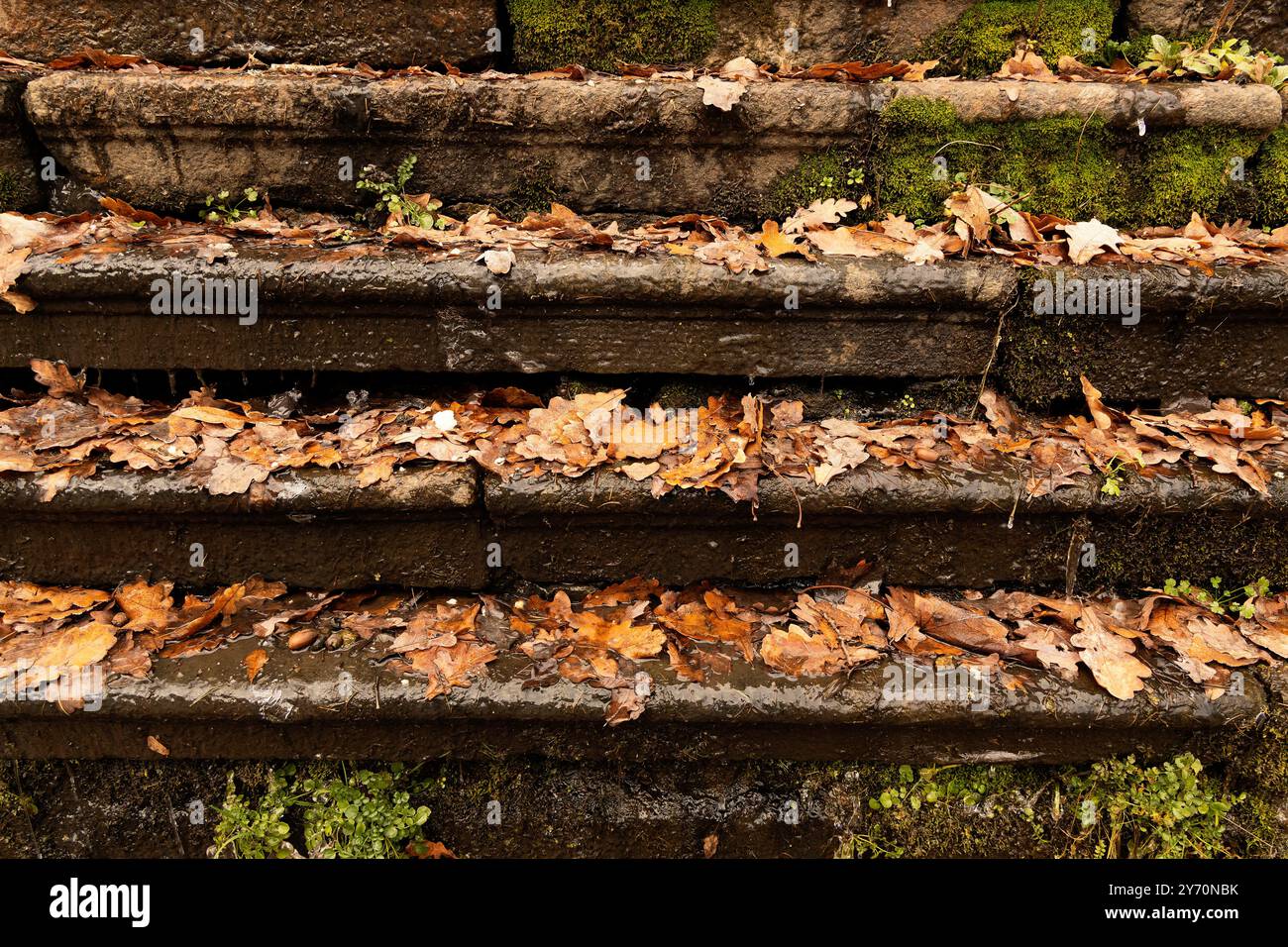 Quatre marches de granit épaisse parsemées de feuilles de chêne par un froid matin d'automne Banque D'Images