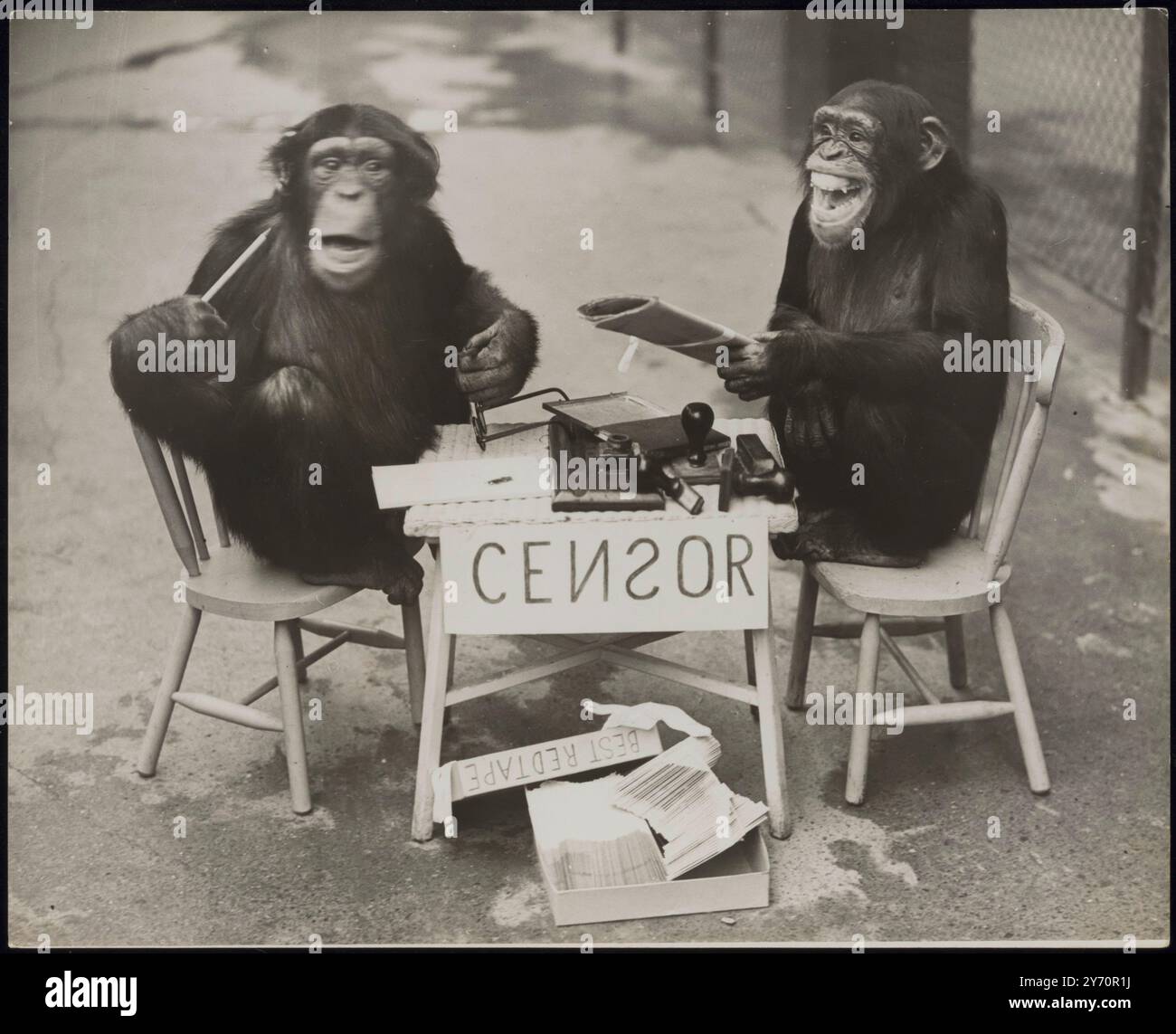 LA GUERRE ARRIVE AU ZOO ! Les chimpanzés du zoo de Londres ne sont rien sinon patriotiques et il n'y aura pas de fuite d'informations s'ils peuvent l'aider. Comme une expérience, 'Daisy' a établi sa propre 'censure' - et elle n'a eu aucun absurdité des scribes simiens qui pensaient qu'ils en savaient plus à ce sujet qu'elle ne l'a fait! PHOTO MONTRE:- 'Not Passed' annonce 'Daisy' avec un plaisir incontestable, et 'George' commence à se sentir distinctement peeved. 8 octobre 1939 Banque D'Images