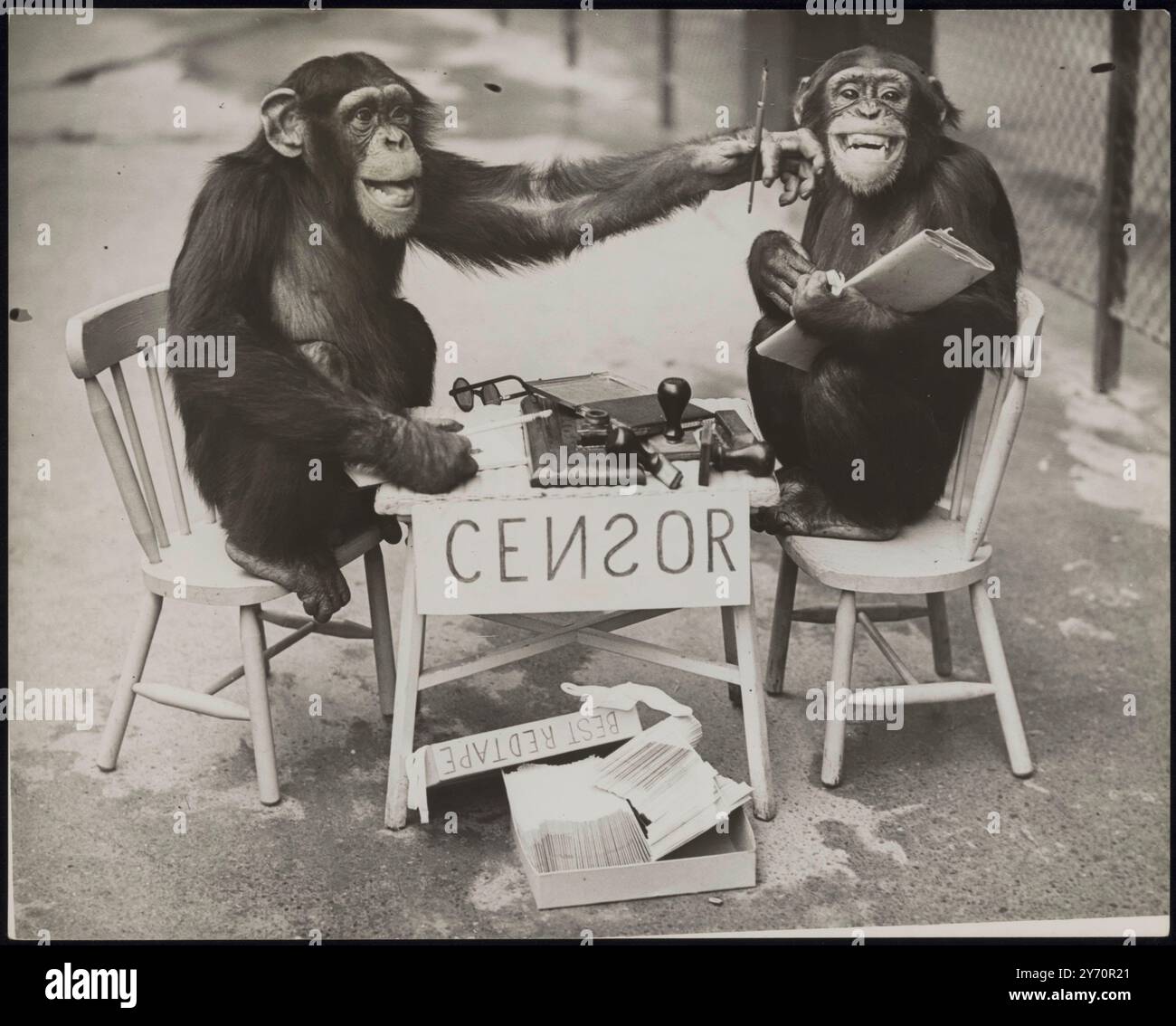 LA GUERRE ARRIVE AU ZOO ! Les chimpanzés du zoo de Londres ne sont rien sinon patriotiques et il n'y aura pas de fuite d'informations s'ils peuvent l'aider. Comme une expérience, 'Daisy' a établi sa propre 'censure' - et elle n'a eu aucun absurdité des scribes simiens qui pensaient qu'ils en savaient plus à ce sujet qu'elle ne l'a fait! LA PHOTO MONTRE:- 'allez, : soyez, un ami!' 'George' essaie un peu de persuasion amicale et 'Daisy' est chatouillée à mort - mais ce manuscrit est toujours la mauvaise marée de la table. 8 octobre 1939 Banque D'Images