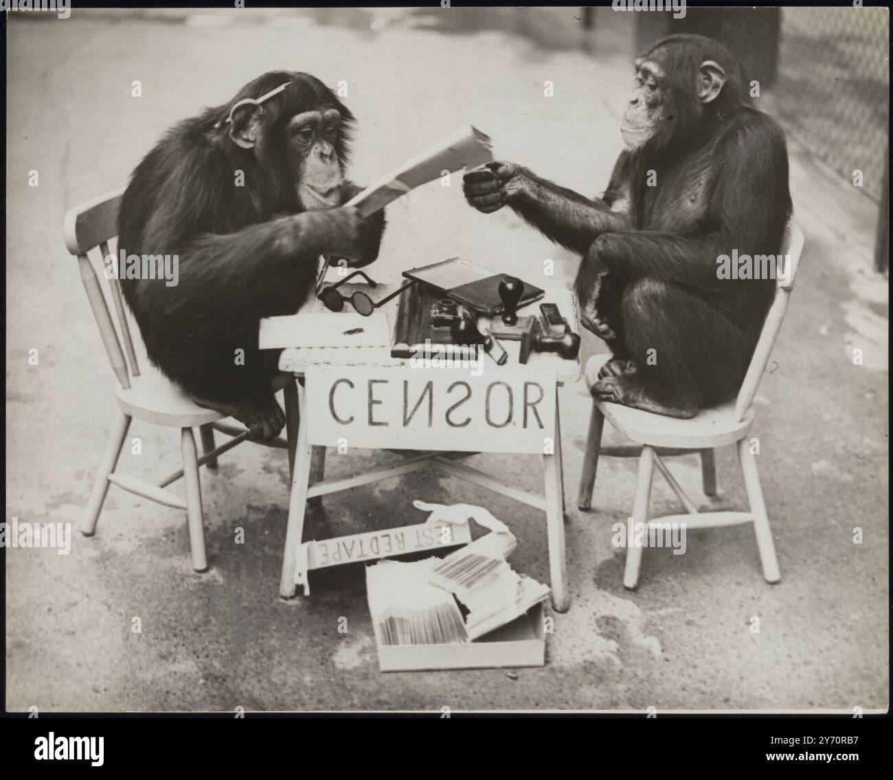LA GUERRE ARRIVE AU ZOO ! Les chimpanzés du zoo de Londres ne sont rien sinon patriotiques et il n'y aura pas de fuite d'informations s'ils peuvent l'aider. Comme une expérience, 'Daisy' a établi sa propre 'censure' - et elle n'a eu aucun absurdité des scribes simiens qui pensaient qu'ils en savaient plus à ce sujet qu'elle ne l'a fait! LA PHOTO MONTRE:- 'Daisy' (à droite) reçoit du matériel de 'George', qui semble plus plein d'espoir que confiant. 8 octobre 1939 Banque D'Images