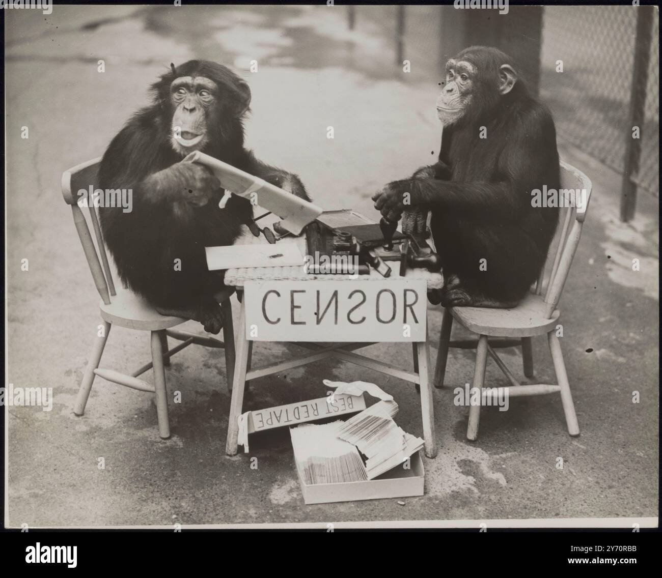LA GUERRE ARRIVE AU ZOO ! Les chimpanzés du zoo de Londres ne sont rien sinon patriotiques et il n'y aura pas de fuite d'informations s'ils peuvent l'aider. Comme une expérience, 'Daisy' a établi sa propre 'censure' - et elle n'a eu aucun absurdité des scribes simiens qui pensaient qu'ils en savaient plus à ce sujet qu'elle ne l'a fait! LA PHOTO MONTRE:- 'George' jette un regard douteux autour alors qu'il remet son manuscrit à l'attente 'Daisy'. 8 octobre 1939 Banque D'Images