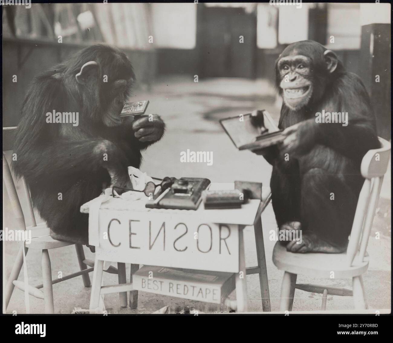LA GUERRE ARRIVE AU ZOO ! Les chimpanzés du zoo de Londres ne sont rien sinon patriotiques et il n'y aura pas de fuite d'informations s'ils peuvent l'aider. Comme une expérience, 'Daisy' a établi sa propre 'censure' - et elle n'a eu aucun absurdité des scribes simiens qui pensaient qu'ils en savaient plus à ce sujet qu'elle ne l'a fait! LA PHOTO MONTRE:- 'Daisy' (à droite) et 'George' dissipent leurs différences au cours d'un examen attentif des timbres en caoutchouc 8 octobre 1939 Banque D'Images