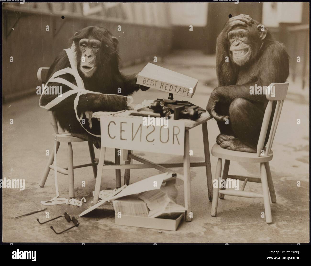 LA GUERRE ARRIVE AU ZOO ! Les chimpanzés du zoo de Londres ne sont rien sinon patriotiques et il n'y aura pas de fuite d'informations s'ils peuvent l'aider. Comme une expérience, 'Daisy' a établi sa propre 'censure' - et elle n'a eu aucun absurdité des scribes simiens qui pensaient qu'ils en savaient plus à ce sujet qu'elle ne l'a fait! PHOTO MONTRE:- la guerre dans une guerre! Le «bureau» a été détruit par le «George» furieux, qui semble plus enchevêtré que jamais dans la bureaucratie. Quant à 'Daisy', elle la bat juste. 8 octobre 1939 Banque D'Images