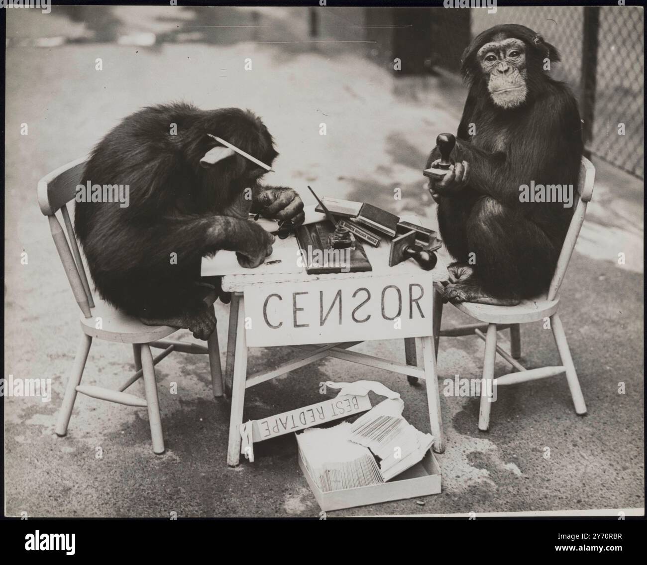 LA GUERRE ARRIVE AU ZOO ! Les chimpanzés du zoo de Londres ne sont rien sinon patriotiques et il n'y aura pas de fuite d'informations s'ils peuvent l'aider. Comme une expérience, 'Daisy' a établi sa propre 'censure' - et elle n'a eu aucun absurdité des scribes simiens qui pensaient qu'ils en savaient plus à ce sujet qu'elle ne l'a fait! LA PHOTO MONTRE:- 'Daisy' (à droite) caresse son tampon en caoutchouc et décide que le matériel soumis est une menace positive! 'George' semble maintenant trop occupé pour s'inquiéter. 8 octobre 1939 Banque D'Images