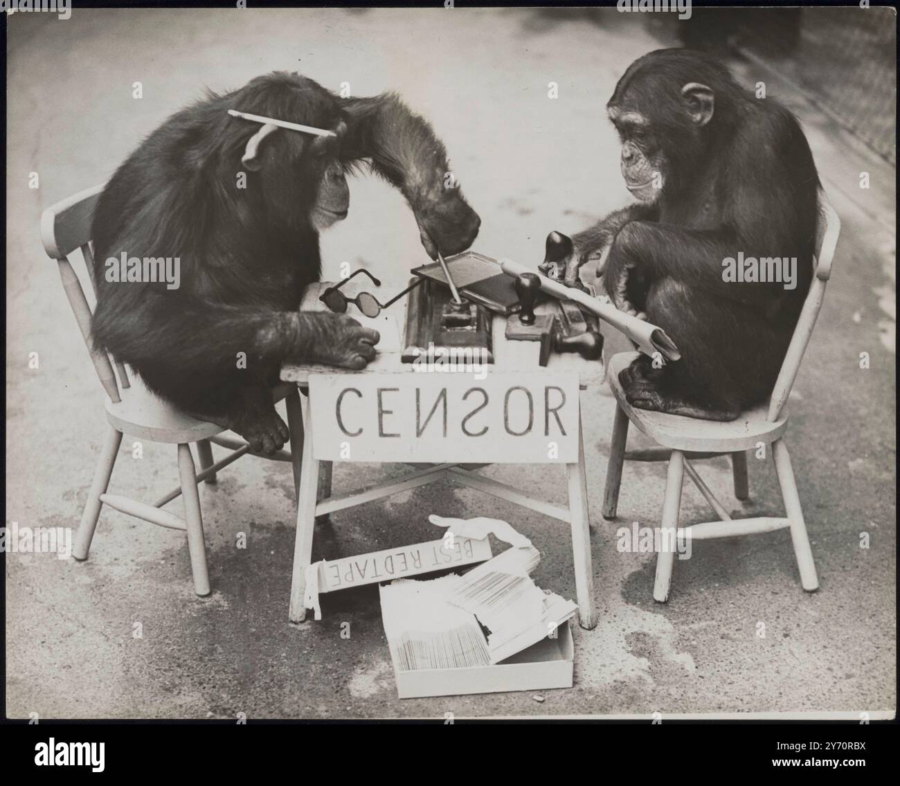 LA GUERRE ARRIVE AU ZOO ! Les chimpanzés du zoo de Londres ne sont rien sinon patriotiques et il n'y aura pas de fuite d'informations s'ils peuvent l'aider. Comme une expérience, 'Daisy' a établi sa propre 'censure' - et elle n'a eu aucun absurdité des scribes simiens qui pensaient qu'ils en savaient plus à ce sujet qu'elle ne l'a fait! LA PHOTO MONTRE:- 'Daisy' (à droite) donne au manuscrit son attention considérée. Pendant ce temps, 'George' mène sa propre enquête sur l'appareil de censure. 8 octobre 1939 Banque D'Images