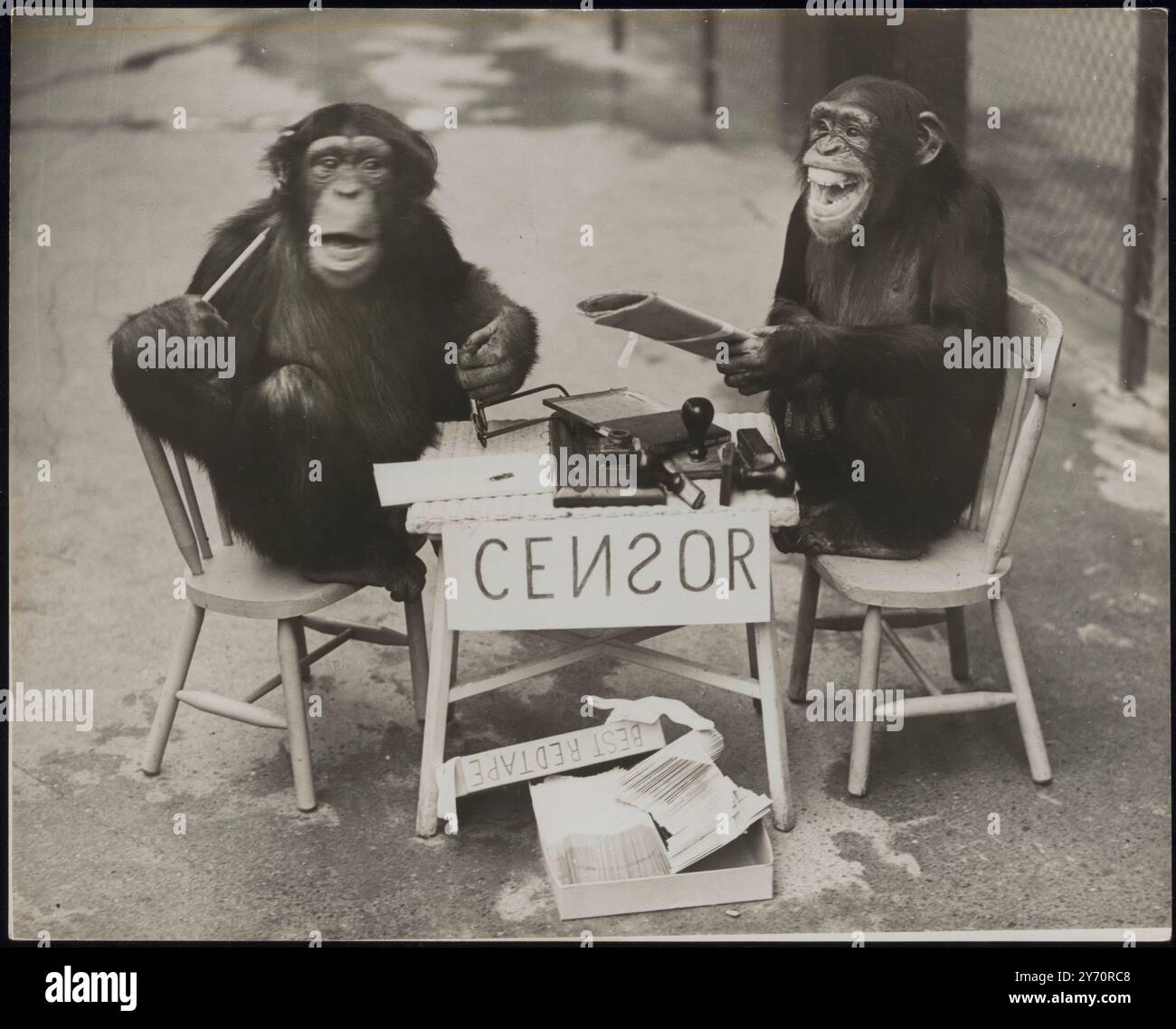 LA GUERRE ARRIVE AU ZOO ! Les chimpanzés du zoo de Londres ne sont rien sinon patriotiques et il n'y aura pas de fuite d'informations s'ils peuvent l'aider. Comme une expérience, 'Daisy' a établi sa propre 'censure' - et elle n'a eu aucun absurdité des scribes simiens qui pensaient qu'ils en savaient plus à ce sujet qu'elle ne l'a fait! PHOTO MONTRE:- 'Not Passed' annonce 'Daisy' avec un plaisir incontestable, et 'George' commence à se sentir distinctement peeved. 8 octobre 1939 Banque D'Images