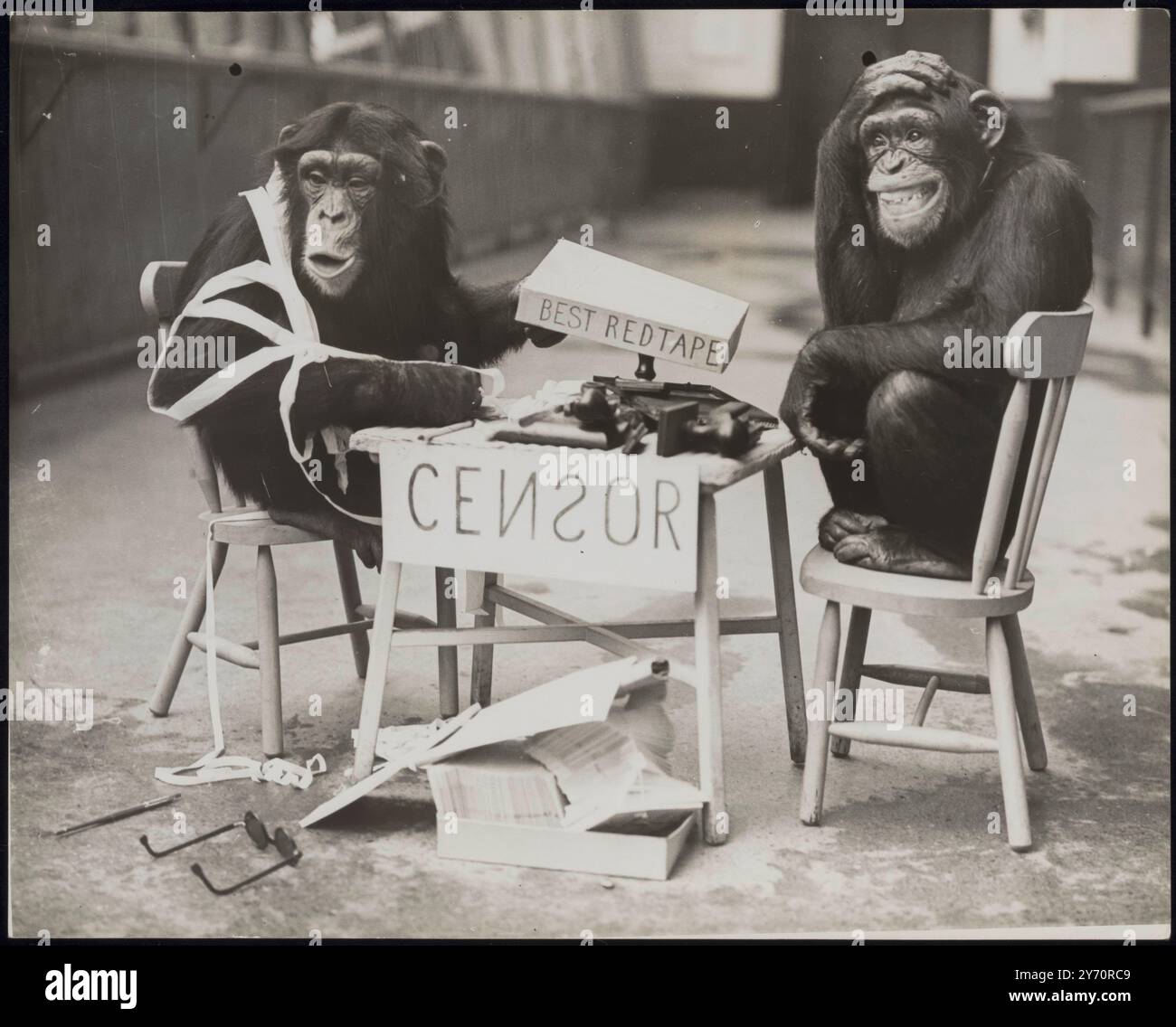 LA GUERRE ARRIVE AU ZOO ! Les chimpanzés du zoo de Londres ne sont rien sinon patriotiques et il n'y aura pas de fuite d'informations s'ils peuvent l'aider. Comme une expérience, 'Daisy' a établi sa propre 'censure' - et elle n'a eu aucun absurdité des scribes simiens qui pensaient qu'ils en savaient plus à ce sujet qu'elle ne l'a fait! PHOTO MONTRE:- la guerre dans une guerre! Le «bureau» a été détruit par le «George» furieux, qui semble plus enchevêtré que jamais dans la bureaucratie. Quant à 'Daisy', elle la bat juste. 8 octobre 1939 Banque D'Images
