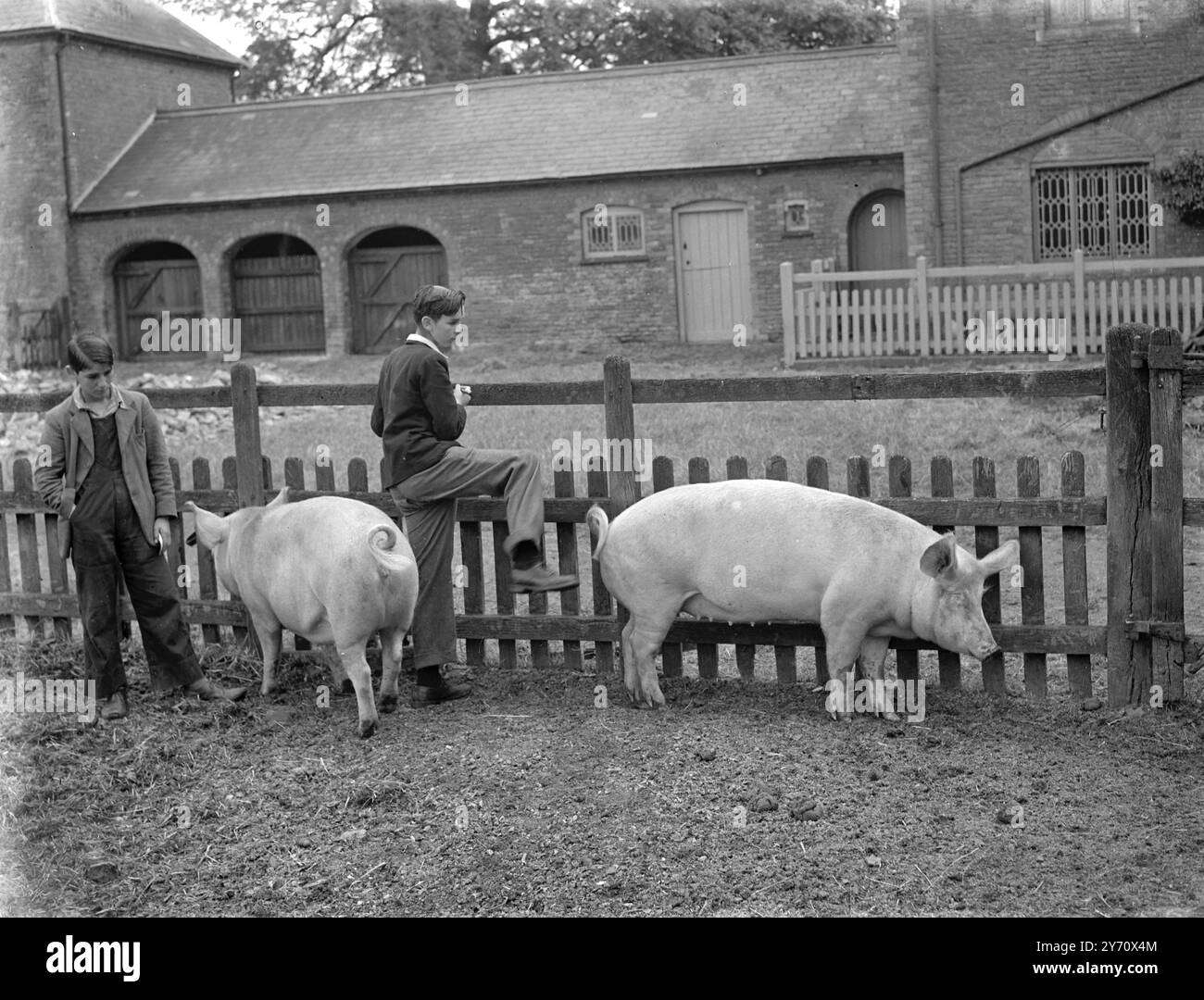 Northants Farmers école hebdomadaire -enfants et cochon . 1er janvier 1946 Banque D'Images