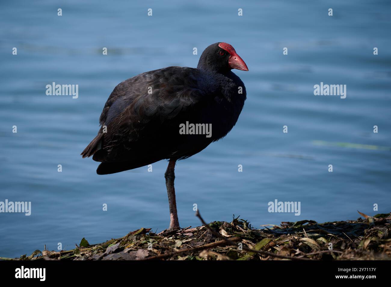 Vue latérale d'un swamphen australasien, ou swamphen violet, debout sur une jambe à côté d'un lac Banque D'Images