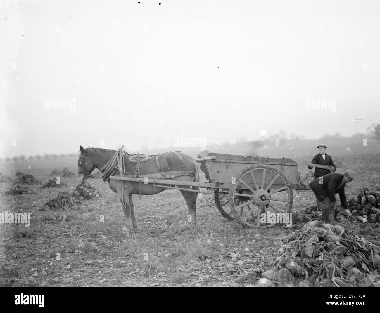 Marigold Carting. 1941 Banque D'Images