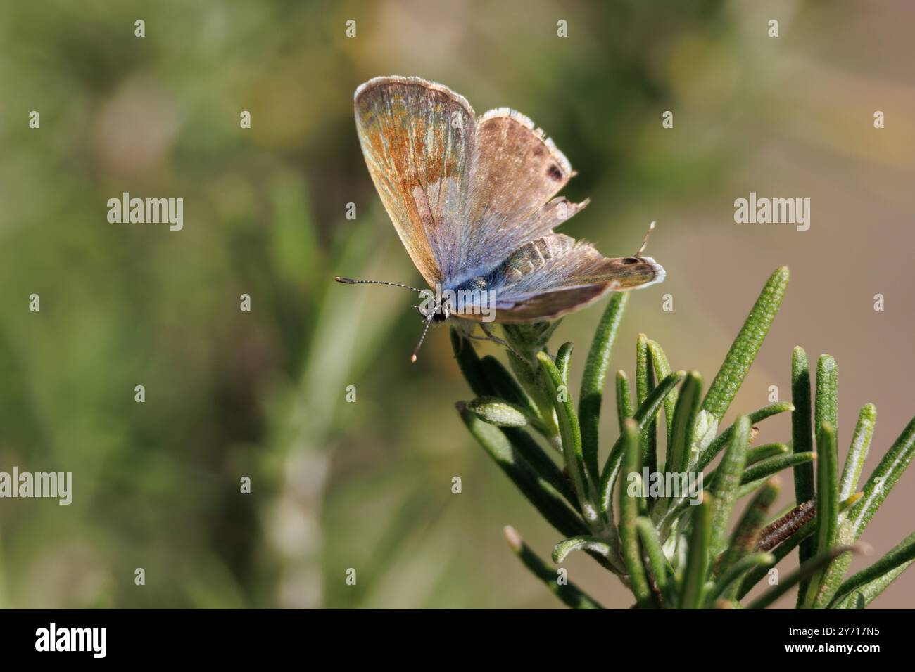 Petites lampides boeticus papillon perchées sur des feuilles de romarin, Alcoy, Espagne Banque D'Images