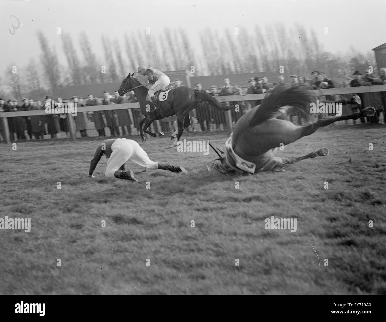 ....ALORS QUE LE VAINQUEUR DÉPASSE E . Vinal , Riding CLARE MAN - vainqueur de la Magna Carta ' Chase à Windsor cet après-midi ( ven ) courses passées comme HYPERNOD tombe , envoyant son jockey T . Molony s'étendant jusqu'au sol Carrick Castle , J . Walshe Up , était deuxième , avec verrou de sécurité , troisième . 11 mars 1949 Banque D'Images