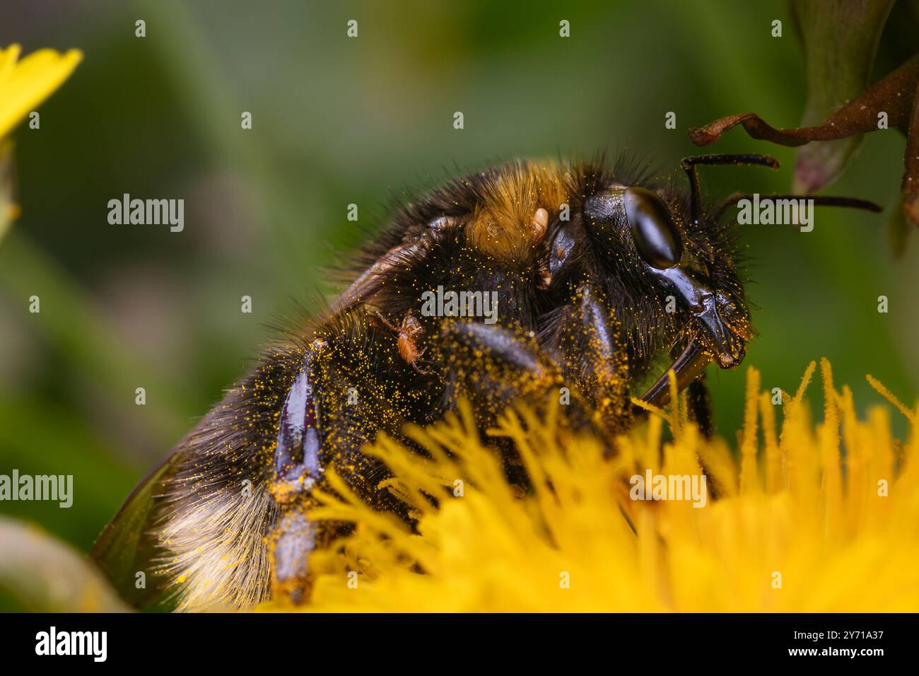 Plan macro sur une abeille sur une fleur Banque D'Images