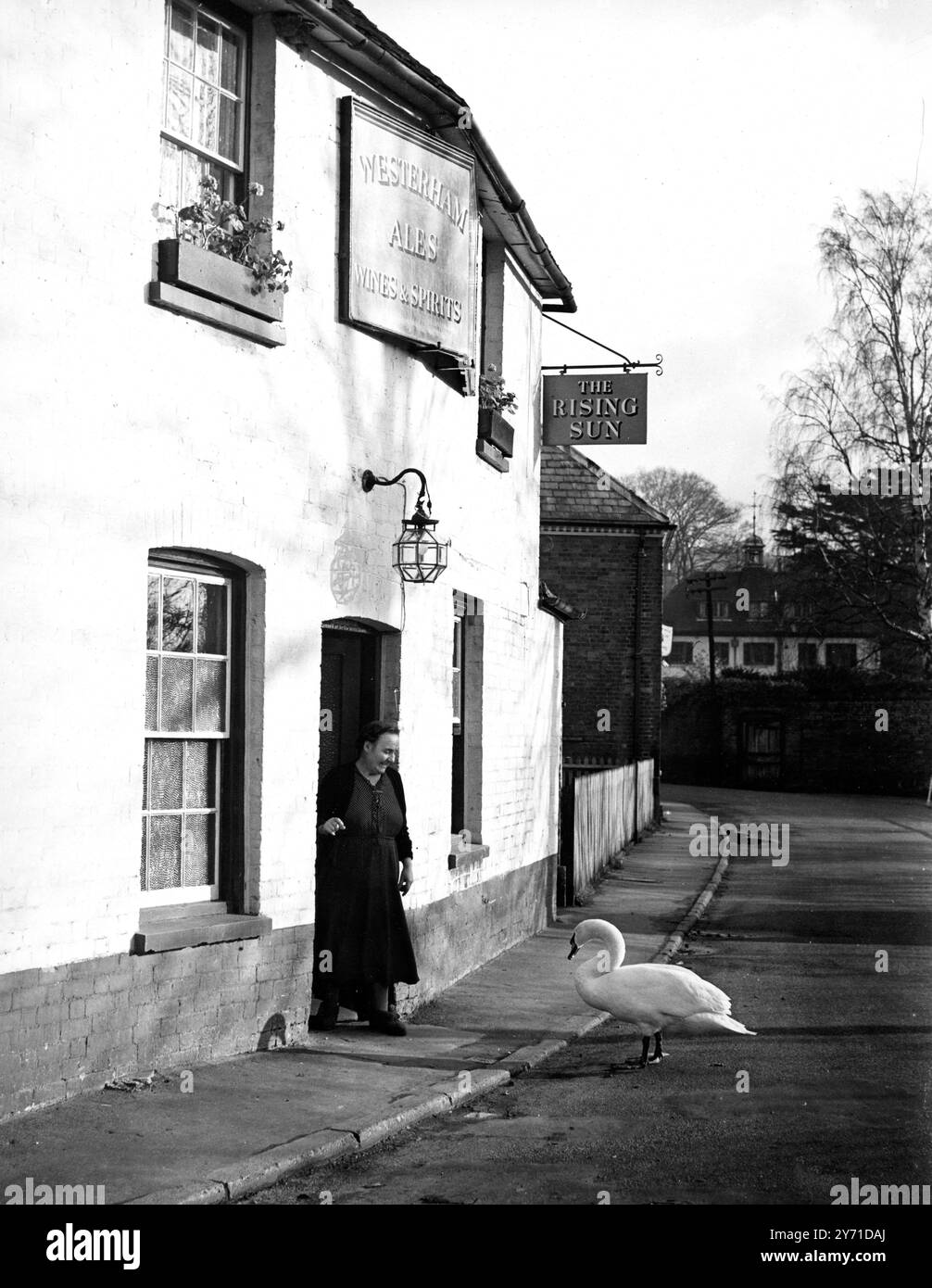 Un cygne est venu manger au Soleil levant, Shoreham, Kent. 17 décembre 1957 Banque D'Images Un cygne est venu manger au Soleil levant, Shoreham, Kent. 17 décembre 1957 Banque D'Images