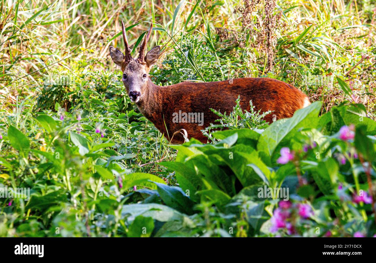Dundee, Tayside, Écosse, Royaume-Uni. 27 septembre 2024. Faune au Royaume-Uni : les étangs de Trottick Mill dans Dundee Écosse ont de merveilleux paysages automnaux avec un chevreuil de cerf blanc mâle broutant dans les prairies. Crédit : Dundee Photographics/Alamy Live News Banque D'Images