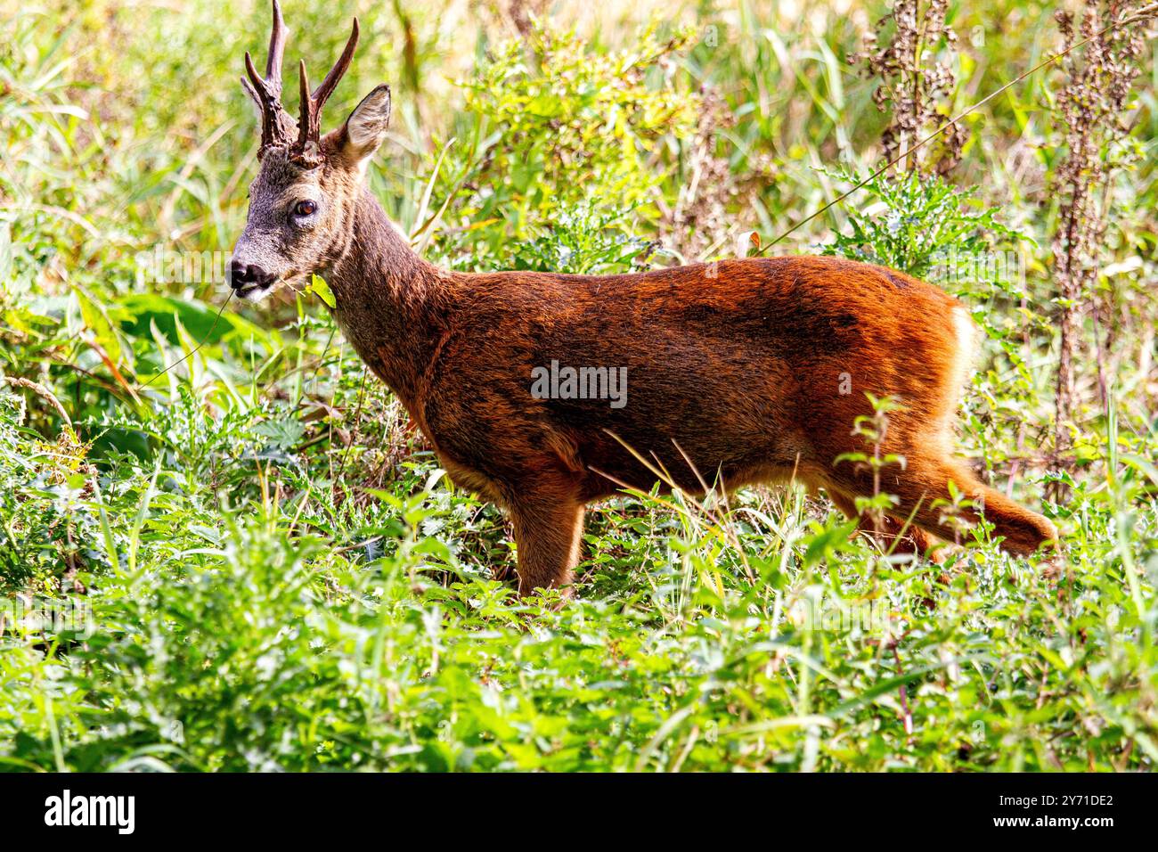 Dundee, Tayside, Écosse, Royaume-Uni. 27 septembre 2024. Faune au Royaume-Uni : les étangs de Trottick Mill dans Dundee Écosse ont de merveilleux paysages automnaux avec un chevreuil de cerf blanc mâle broutant dans les prairies. Crédit : Dundee Photographics/Alamy Live News Banque D'Images