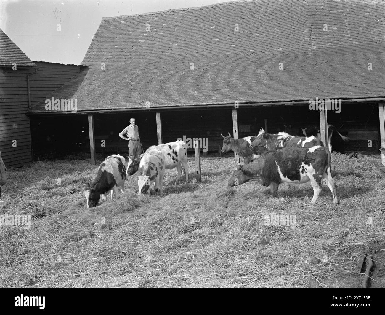 Alimentation de catlle .c. 1940 Banque D'Images