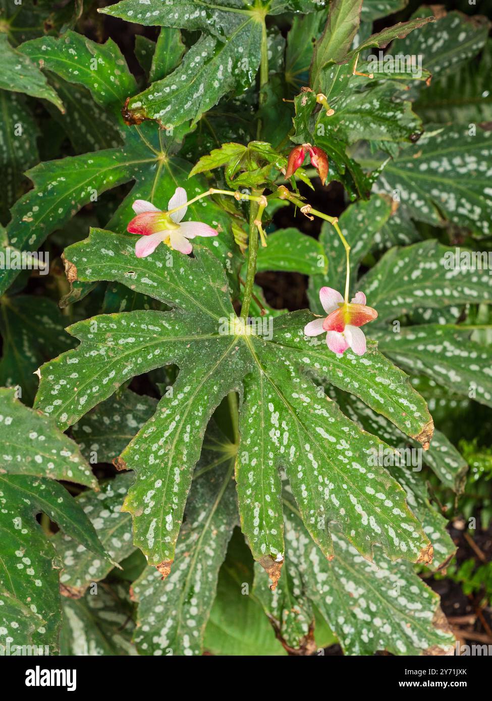 PALMATE, feuilles vertes tachetées de la tendre Begonia diadema vivace, une plante de maison et de serre Banque D'Images