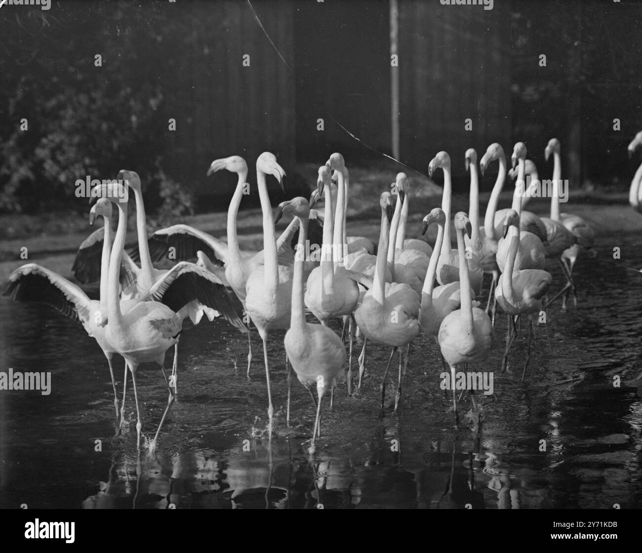 II est une bonne chose que ces Flamingos du zoo de Londres n'obtiennent pas '' une douleur dans le cou '' car s'ils le faisaient, ils auraient certainement une longue douleur. Sur cette image, ils sont vus , le cou au premier plan , regardant autour de leurs nouveaux quartiers alors qu'ils sortent de leur cabane dormante d'hiver . 22 novembre 1948 Banque D'Images