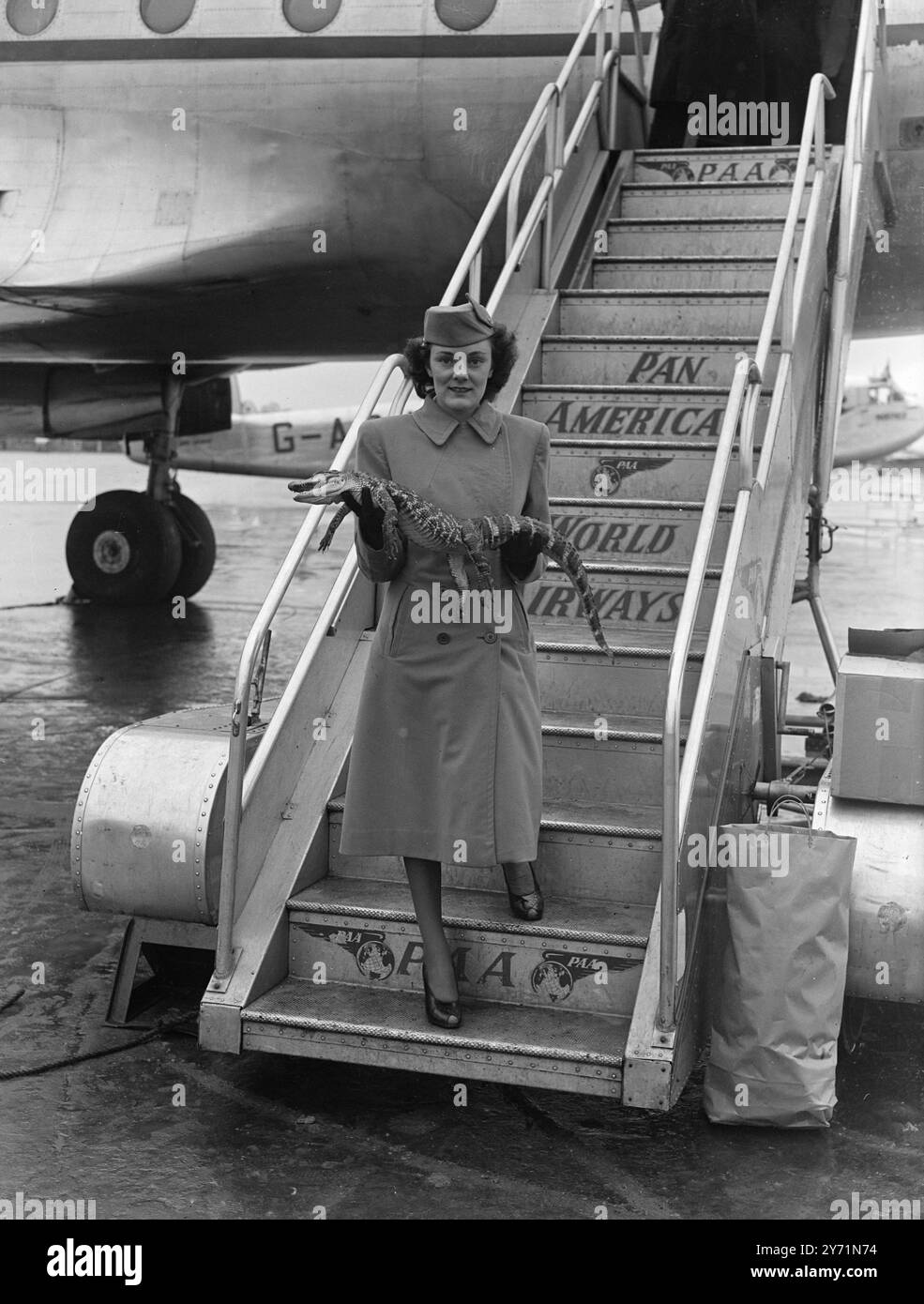 LUCKY ALLIGATOR C'était un beau travail pour l'alligator mais juste une partie de son travail pour la réceptionniste panaméricaine PHYLLIS STAFFORD de Whitehorn Avenue , Yiewsley , Middlesex , qui a transporté cette précieuse cargaison d'un Clipper à son arrivée à l'aéroport de Londres , Heathrow , Middlesex , le bébé alligator est un cadeau du zoo du Bronx , New York , au zoo de Londres . 5 novembre 1948 Banque D'Images