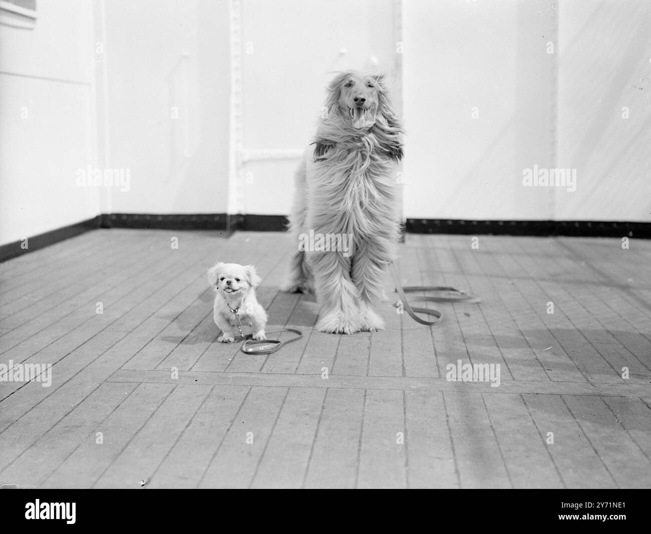 PETIT ET GRAND POUR les Etats-Unis bien que le chiot pékin de quatre mois PICHGEL , est plutôt dwafed par son compagnon KOHSSTAN SHAHUDIN un chien courant afghan... Néanmoins, il est toujours un passager payant à bord du Cunard White Star Liner QUEEN ELIZABETH alors qu'il part de Southampton pour New York aujourd'hui espérons qu'ils n'ont pas prouvé un trop grand problème pour les cuisiniers dans la cuisine du paquebot ! 9 juin 1948 9 juin 1948 Banque D'Images