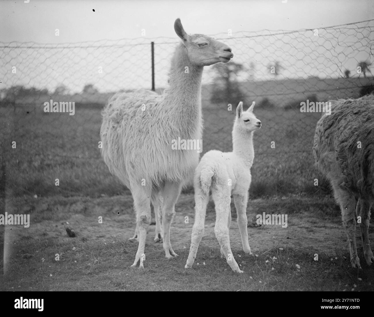 'Betty's Baby' - ajout dans la famille Llama. Nouvellement arrivé dans la famille de Betty, Llama du zoo de Chessington, est un étranger aux jambes bancales encore non baptisé. A seulement deux jours, le bébé est le deuxième de Betty, et la fierté du zoo. L'image montre : 'Family Pride'. Une paire de lamas plus haute serait difficile à trouver, car Betty et Baby explorent le monde depuis leur enceinte du zoo de Chessington. 16 juin 1948 Banque D'Images