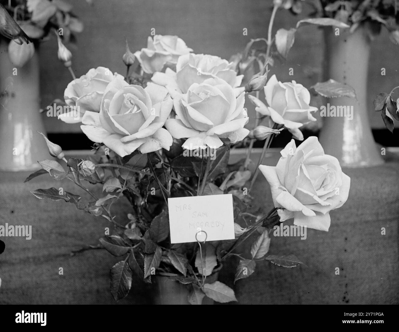 “Mrs Sam McGredy” - au National Rose Show remportant la Coupe A.C. Turner Challenge, pour Roses in vases, au National Rose Society’s Summer Show, Horticultural Halls, Westminster, est cette belle fleur rose profond et buff, appelée Mrs Sam McGredy, exposée par Messieurs G. Cox, de Cippenham, Slough, Bucks. 2 juillet 1948 Banque D'Images “Mrs Sam McGredy” - au National Rose Show remportant la Coupe A.C. Turner Challenge, pour Roses in vases, au National Rose Society’s Summer Show, Horticultural Halls, Westminster, est cette belle fleur rose profond et buff, appelée Mrs Sam McGredy, exposée par Messieurs G. Cox, de Cippenham, Slough, Bucks. 2 juillet 1948 Banque D'Images