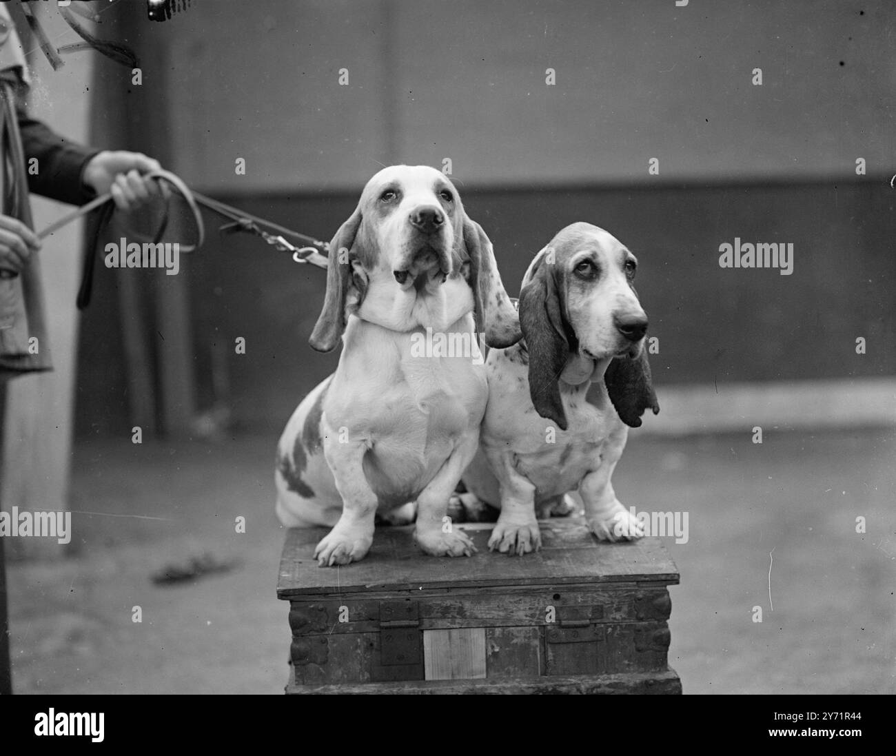 LE SPECTACLE CANIN DE CRUFT les entrées pour le Cruft's Dog Show qui a ouvert à Olympia , Londres , sont légèrement inférieures au record d'avant-guerre. Ce célèbre spectacle canin dans le monde est organisé par le Kennel Club et dure deux jours. PHOTOS : parmi les gagnants de Cruft's, il y avait Miss.M.M. Kevil's Basset Hounds , GRIMS DOUGHNUT (à gauche) , et GRIMS WISHFUL, de Newbury , Berks. 14 octobre 1948 Banque D'Images