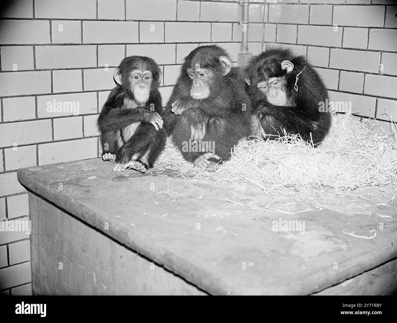 Légende originale les nouveaux arrivants au zoo de Bristol , ces trois jeunes chimpanzés d'Afrique de l'Ouest voient leur nouveau monde avec un air perplexe alors qu'ils murent une conférence à leur arrivée . 22 octobre 1948 Banque D'Images