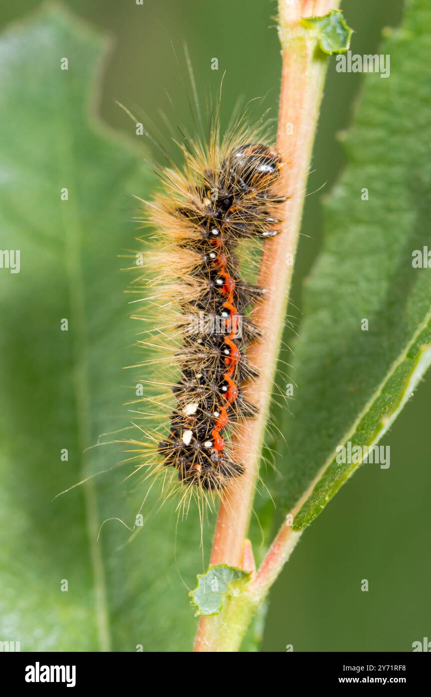 Chenille de la teigne de l'herbe nouée (Acronicta rumicis), Noctuidae. Sussex, Royaume-Uni Banque D'Images