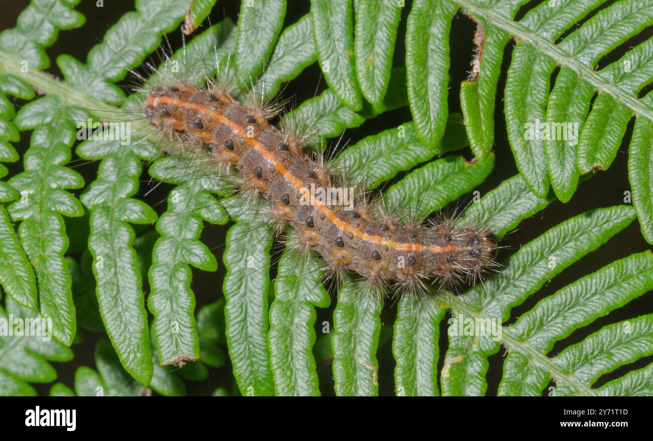 Chenille de rubis Tiger Moth (Phragmatobia fuliginosa), Erebidae. Sussex, Royaume-Uni Banque D'Images