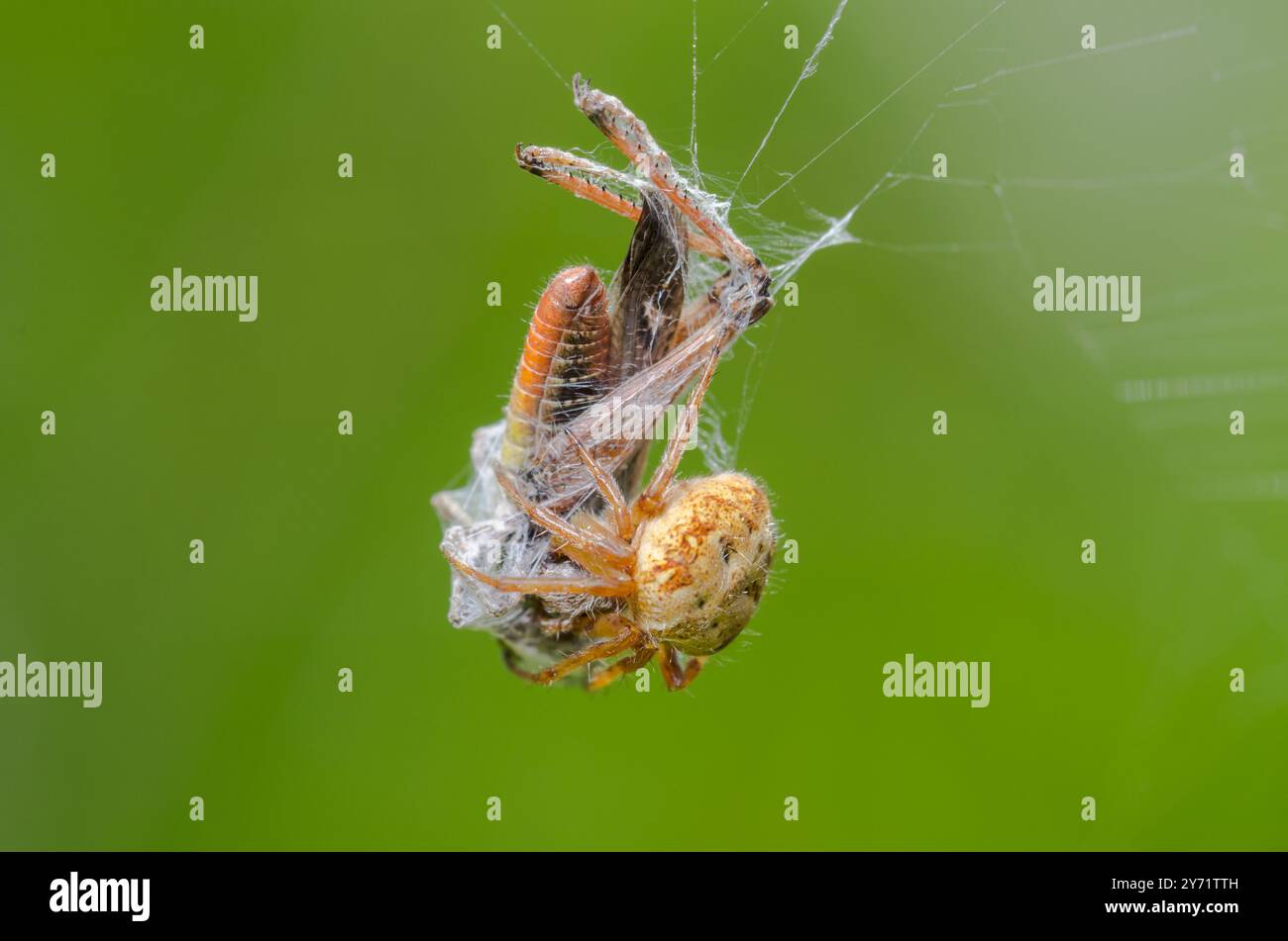 Gorse Orbweaver (Agalenatea redii) femme avec sauterelle proie. Sussex, Royaume-Uni Banque D'Images