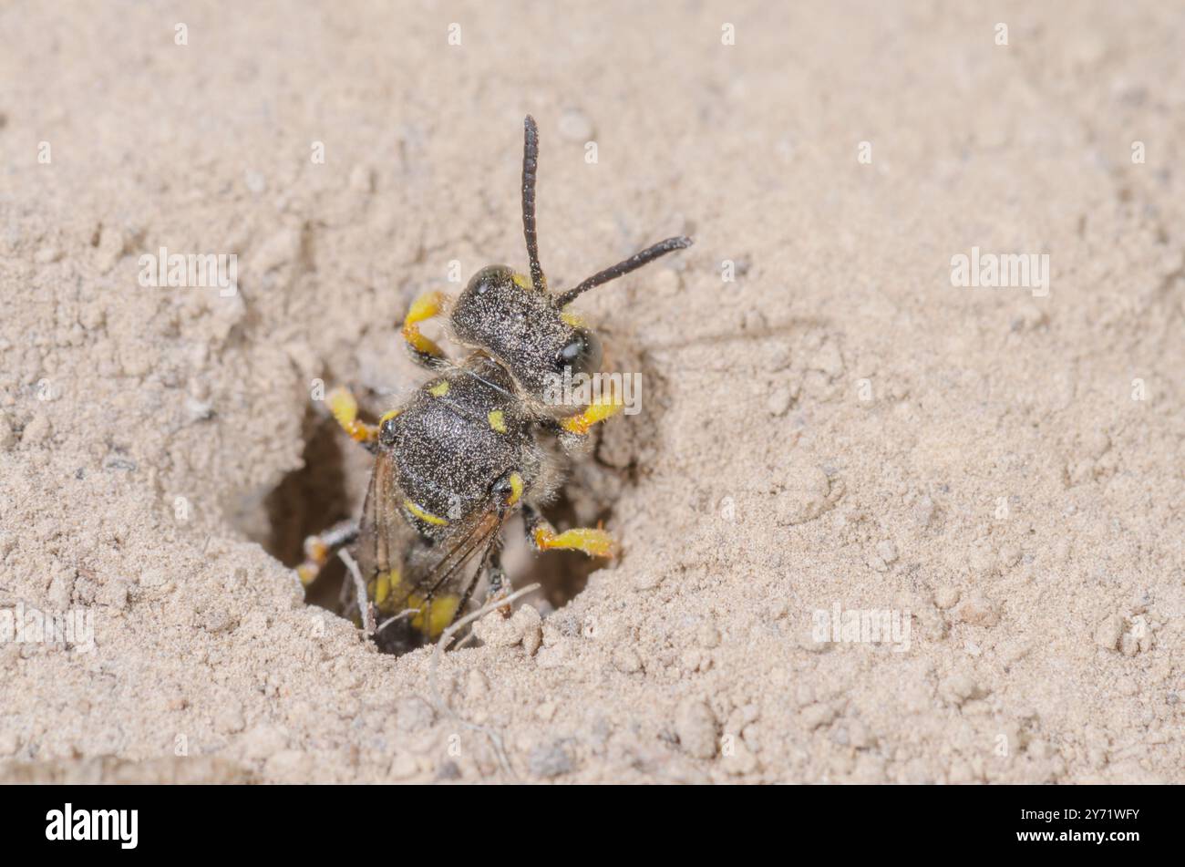Guêpe de Digger à queue ornée (Cerceris rybyensis) émergeant de l'entrée du terrier. Crabronidae. Sussex, Royaume-Uni Banque D'Images