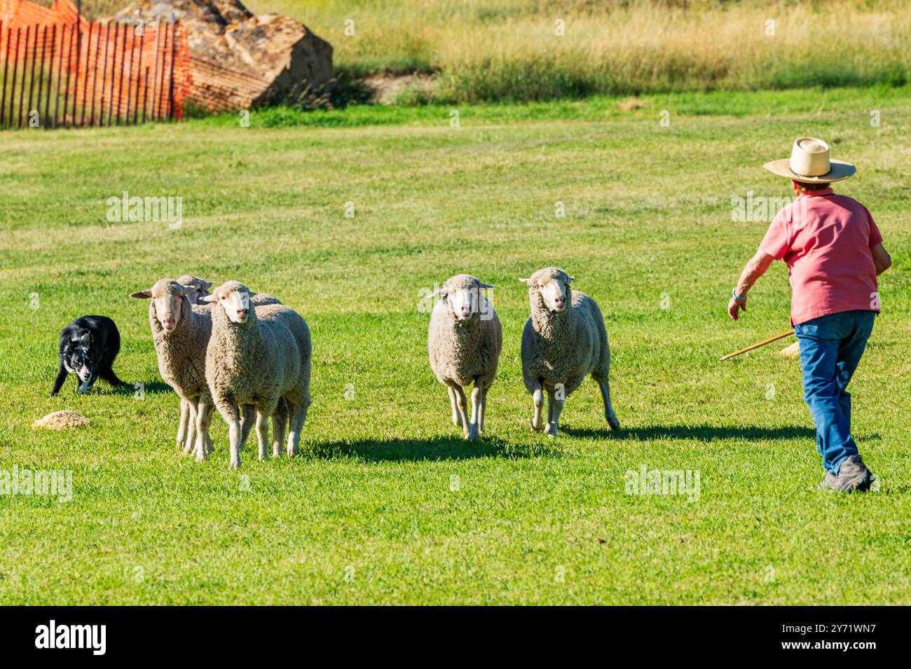 Femme maître-chien et Border Collie élevant des moutons au Meeker Classic Sheepdog Championship Trials ; Meeker ; Colorado ; États-Unis Banque D'Images