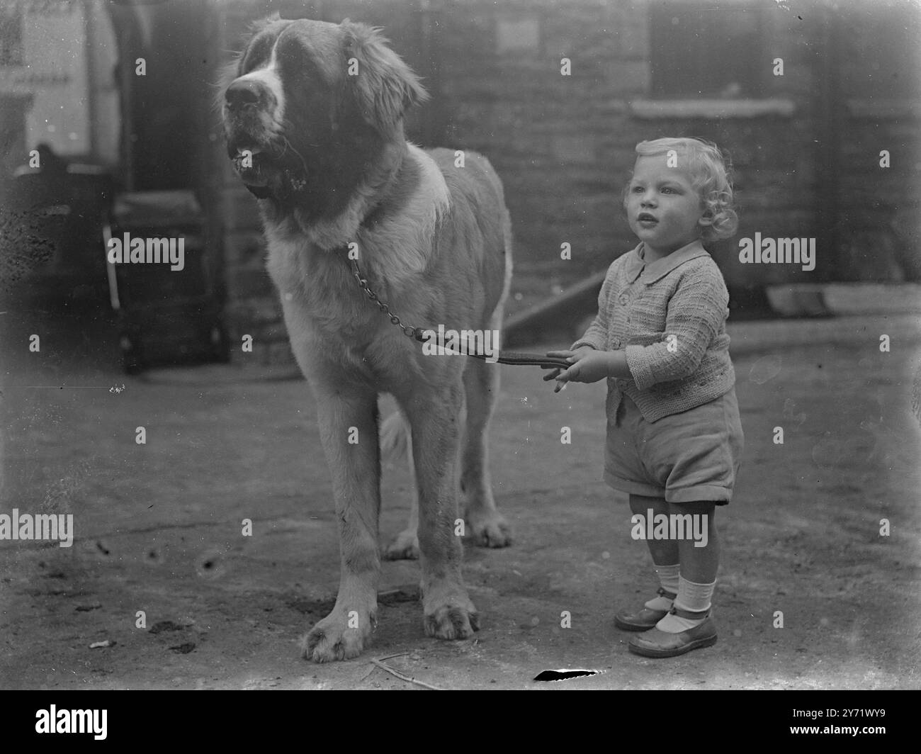 Gros boulot pour Andrew Little Andrew Starr, 18 mois, de Bristol, avait tout à fait un boulot pour s'occuper des fesses de Tockington, un hors-taille dans St Bernards' au West Country Dog Club Open Show à Old Market, Bristol. 26 septembre 1948 Banque D'Images