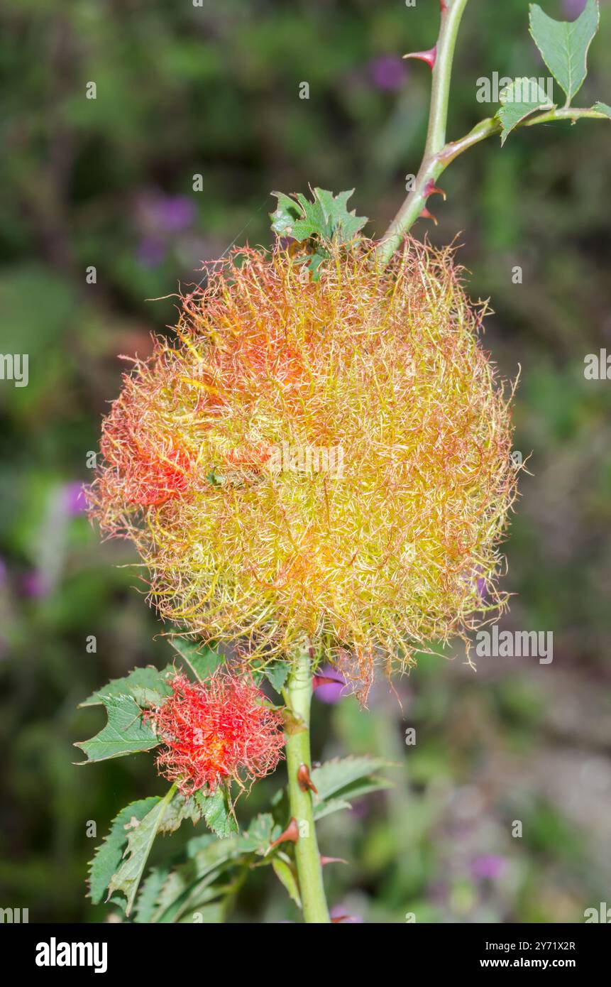Robins Pinhion Gall - Bedeguar Gall (Diplolepis rosae) sur une rose des champs (Rosa arvensis). Sussex, Royaume-Uni Banque D'Images