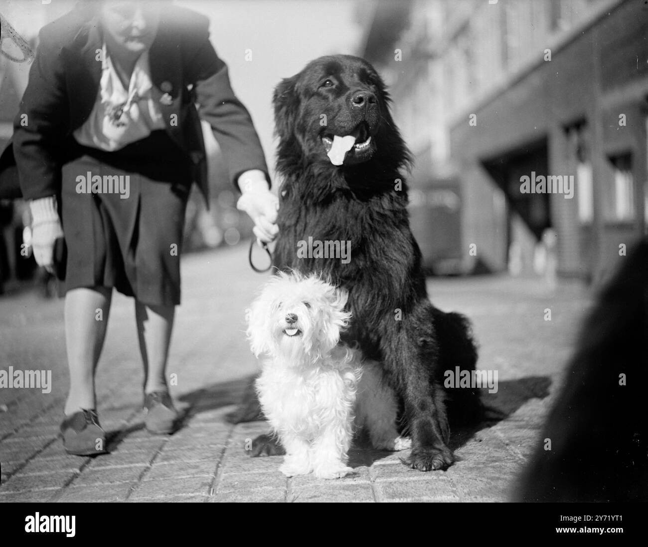 GRAND ET PETIT. COURAGEUX SERESTUS est le nom du grand compagnon - un nouveau Foundland , exposé pour la première fois depuis 1939 , et une variété rare de chien, à Barnet , Hatfield et districts show , son petit compagnon est un Maltais et son nom est HARLINGEN MOON DAISY . 2 octobre 1948 Banque D'Images