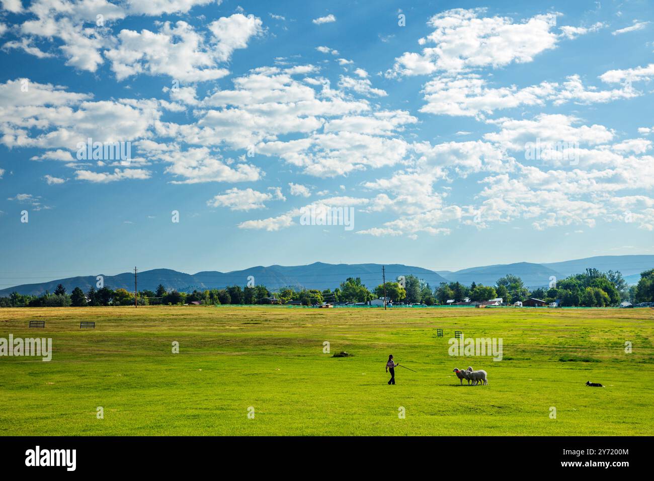 Femme maître-chien et Border Collie élevant des moutons au Meeker Classic Sheepdog Championship Trials ; Meeker ; Colorado ; États-Unis Banque D'Images