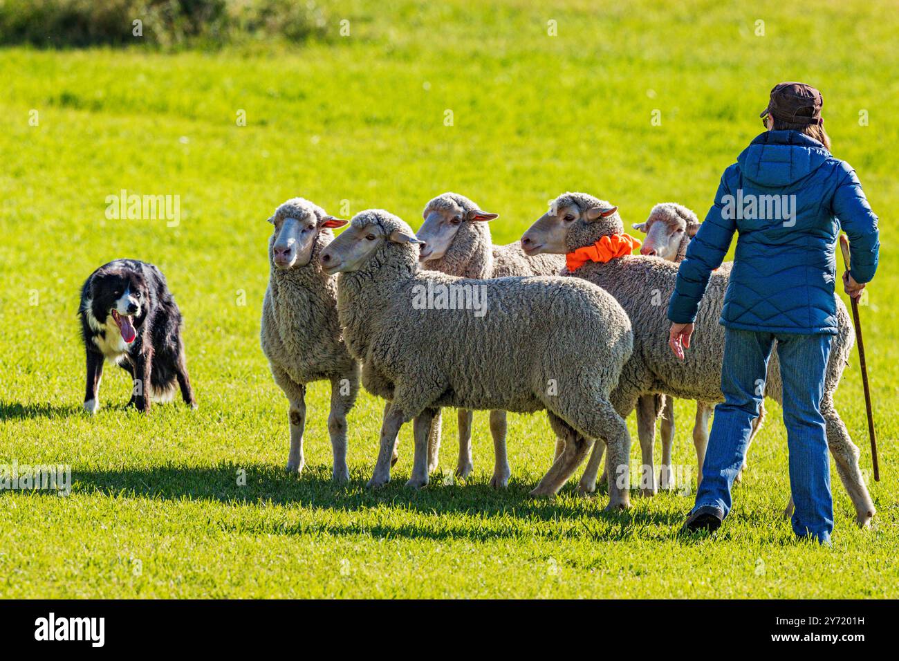 Femme maître-chien et Border Collie élevant des moutons au Meeker Classic Sheepdog Championship Trials ; Meeker ; Colorado ; États-Unis Banque D'Images