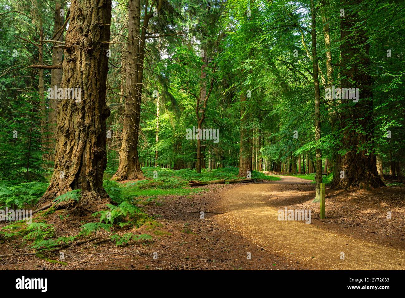 New Forest Hampshire - le sentier des grands arbres Blackwater Arboretum Rhinefield Ornamental Drive dans le parc national de New Forest Angleterre Royaume-Uni GB Europe Banque D'Images