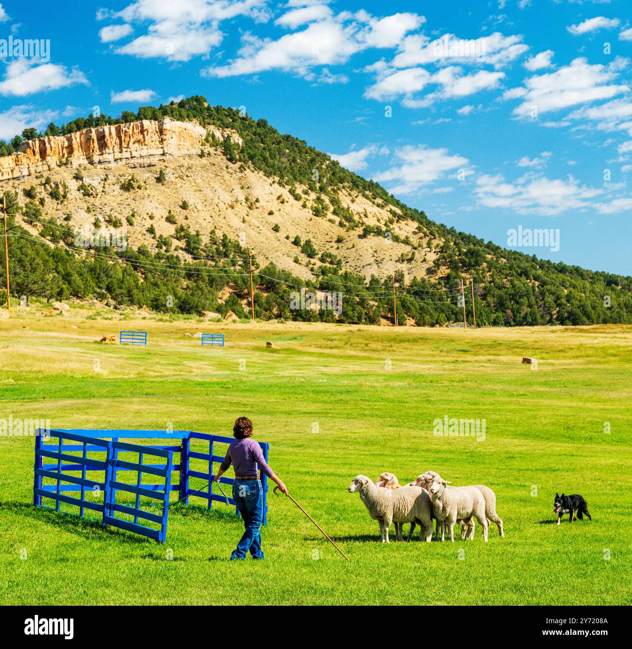 Femme maître-chien et Border Collie élevant des moutons au Meeker Classic Sheepdog Championship Trials ; Meeker ; Colorado ; États-Unis Banque D'Images