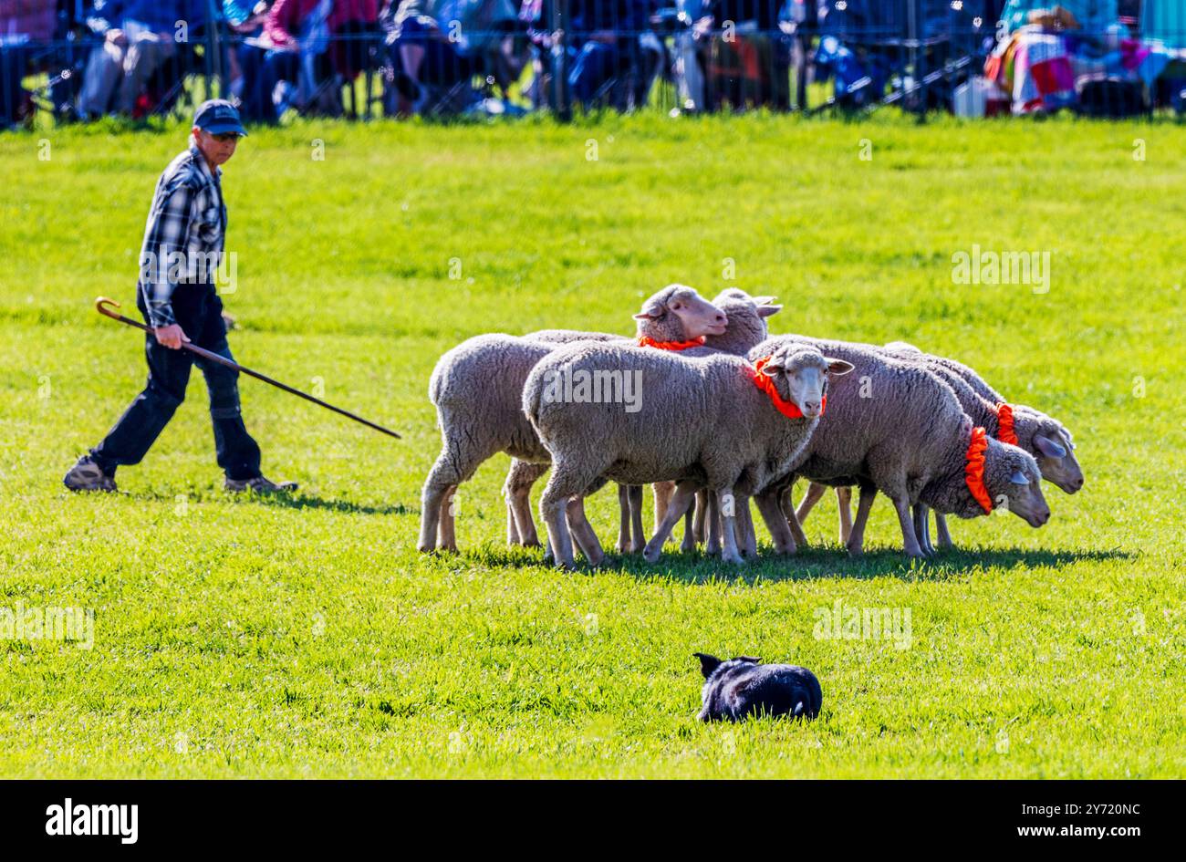Femme maître-chien et Border Collie élevant des moutons au Meeker Classic Sheepdog Championship Trials ; Meeker ; Colorado ; États-Unis Banque D'Images