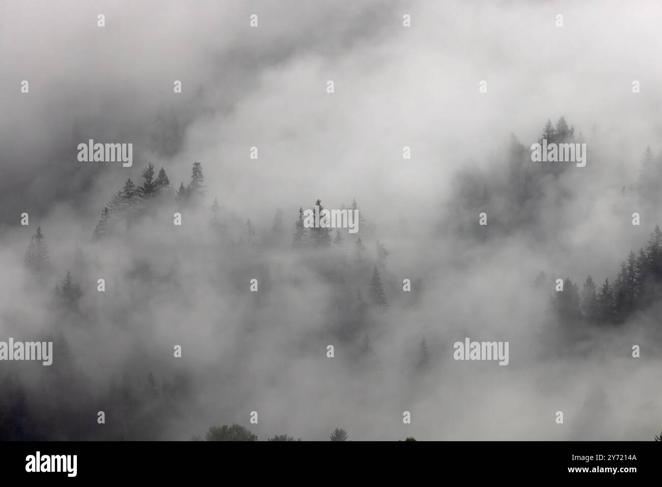 Alpes conifères forêts montagneuses surélevées dans la brume nuageuse basse Suisse 2024 Banque D'Images