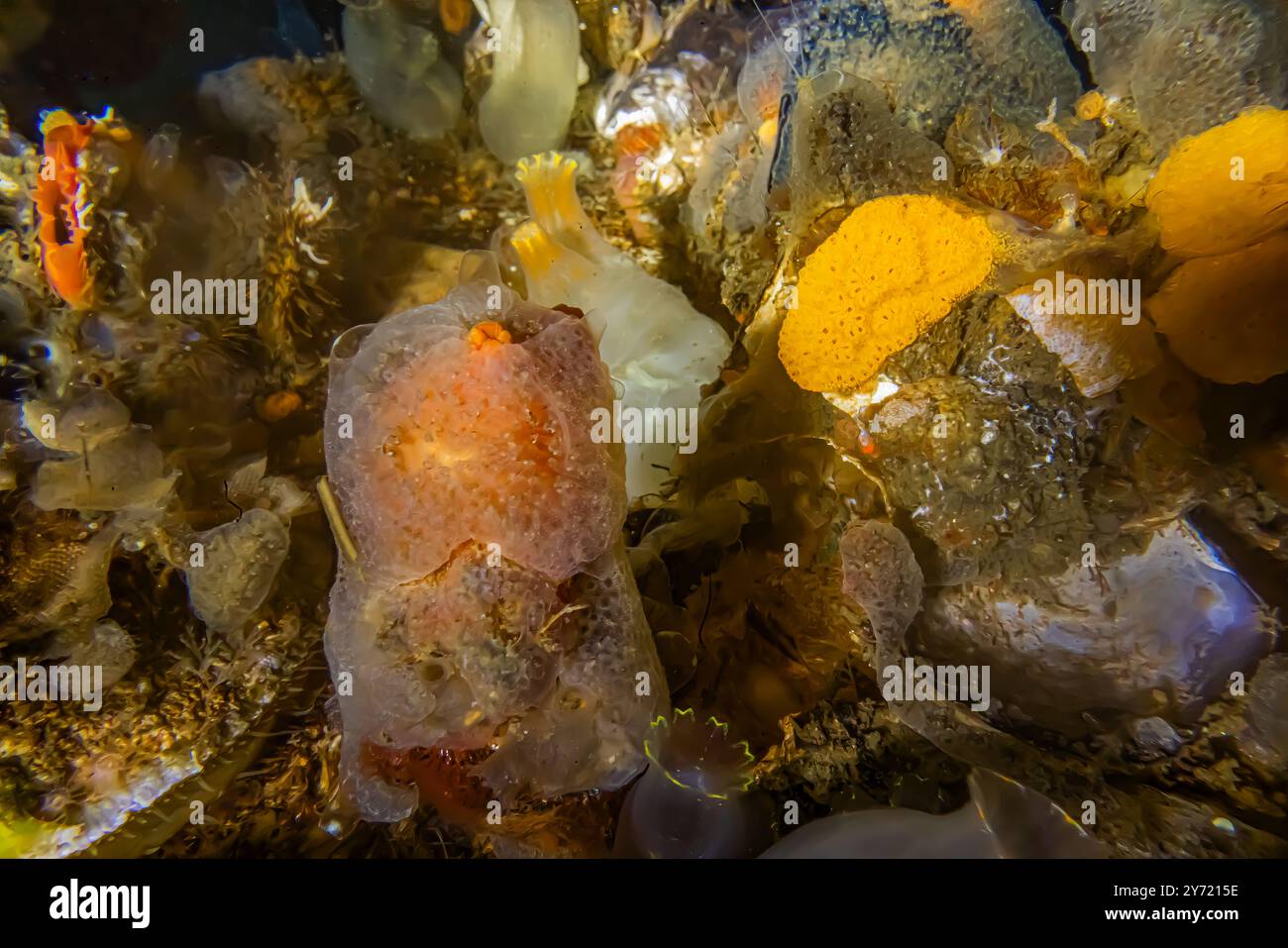 Tunicate à croûte de gelée poussant au sommet du tunicate bristly, tunicate à chaîne (jaune) à droite, sur le quai à Edmonds Marina sur Puget Sound, État de Washington, États-Unis Banque D'Images