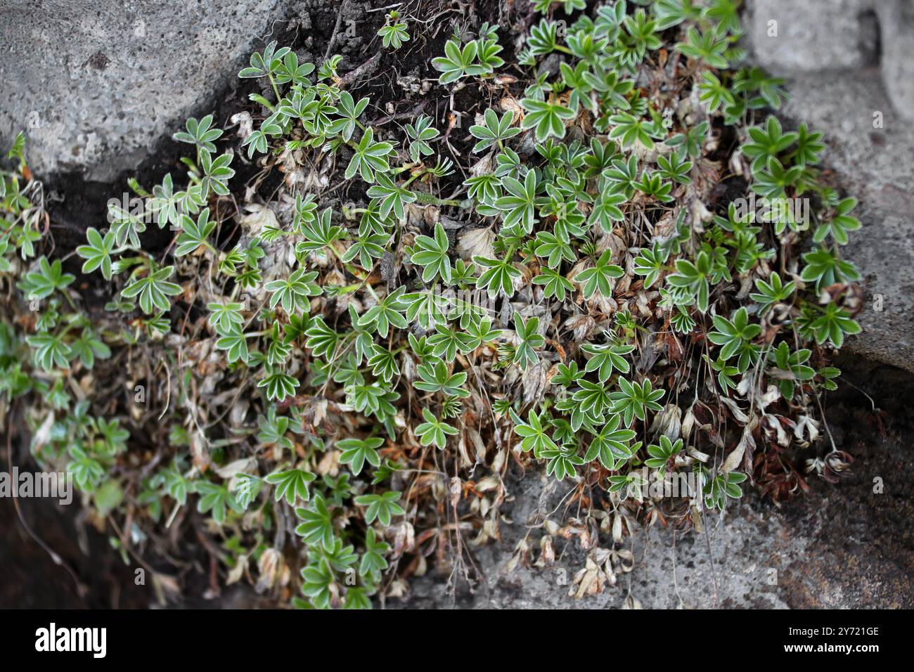 Alpine Lady's Mantle, Alchemilla alpina, Rosaceae. Nord de l'Islande. Alchemilla alpina est une plante herbacée arctique-montagneuse vivace. Banque D'Images