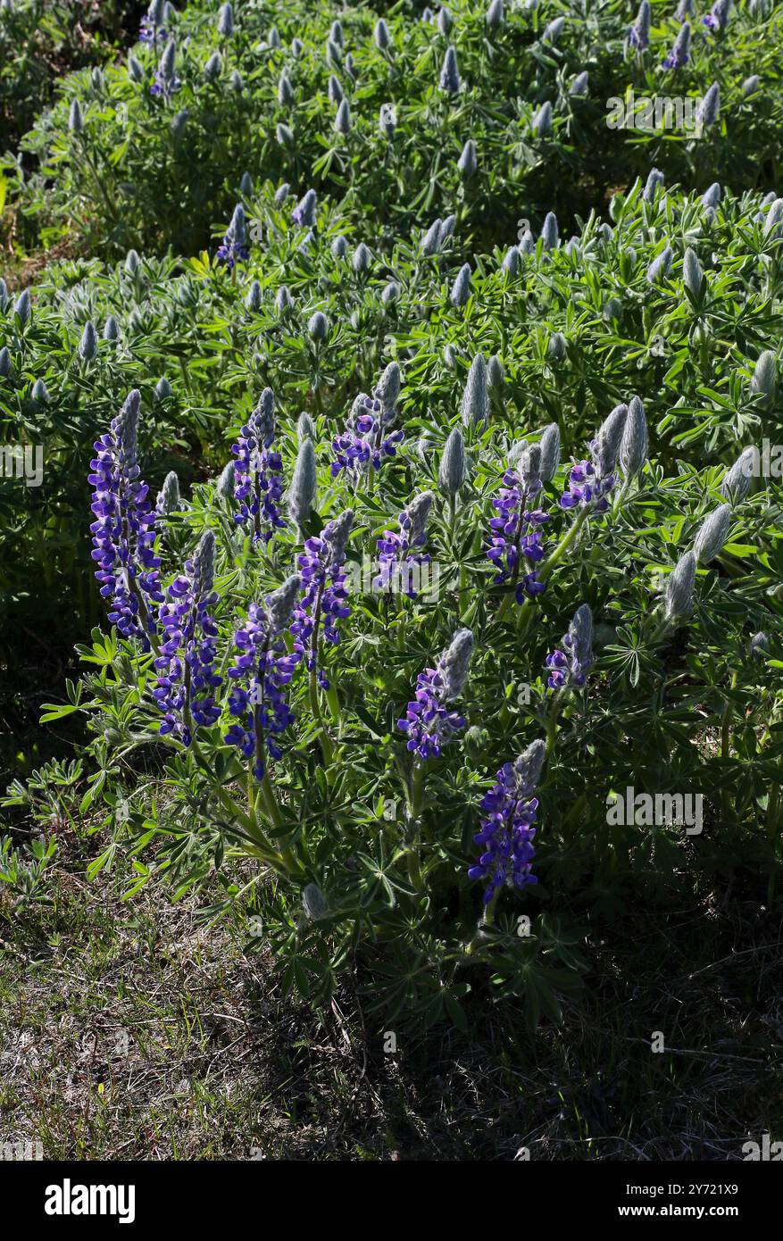 Nootka Lupine ou Lupin, Lupinus nootkatensis, Fabaceae. Nord de l'Islande. Banque D'Images