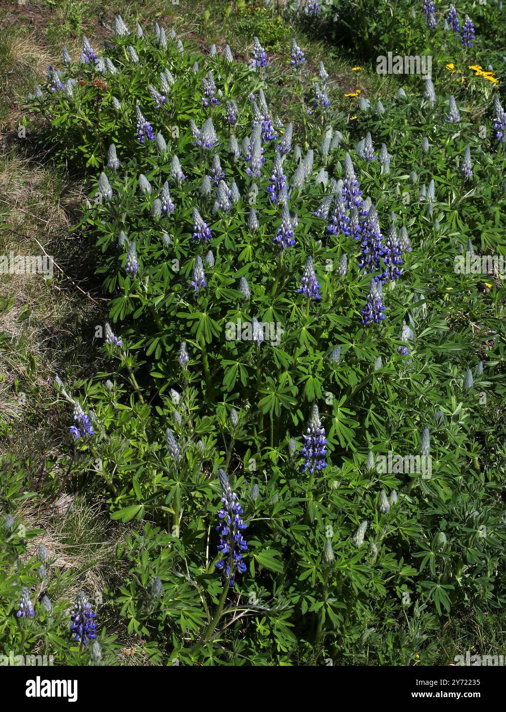 Nootka Lupine ou Lupin, Lupinus nootkatensis, Fabaceae. Nord de l'Islande. Banque D'Images