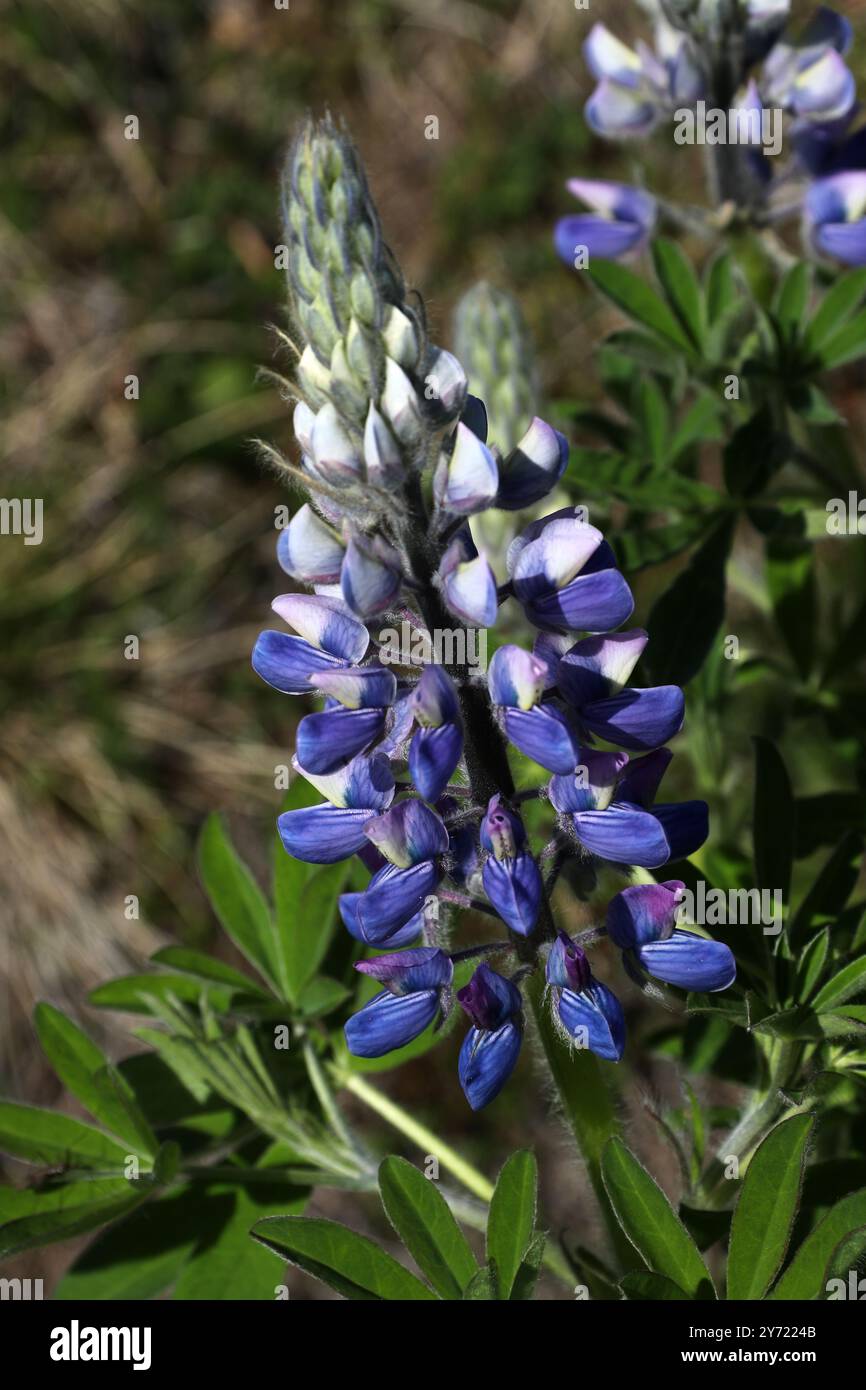 Nootka Lupine ou Lupin, Lupinus nootkatensis, Fabaceae. Nord de l'Islande. Banque D'Images