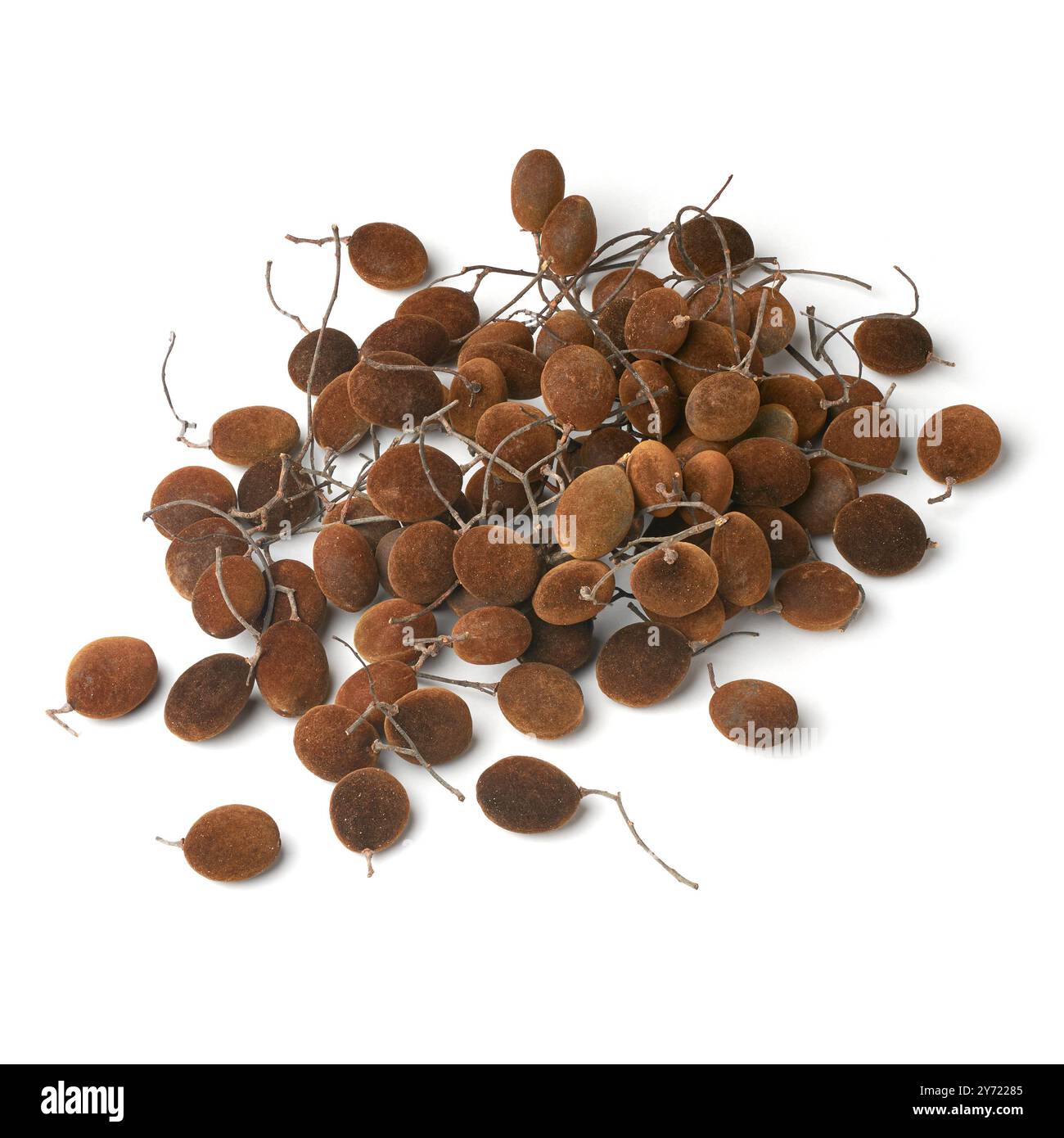 pile de tamarin isolé de cailloux ou de velours, fond blanc, petits fruits écorchés brun foncé à noir de velours avec goût sucré et acidulé Banque D'Images