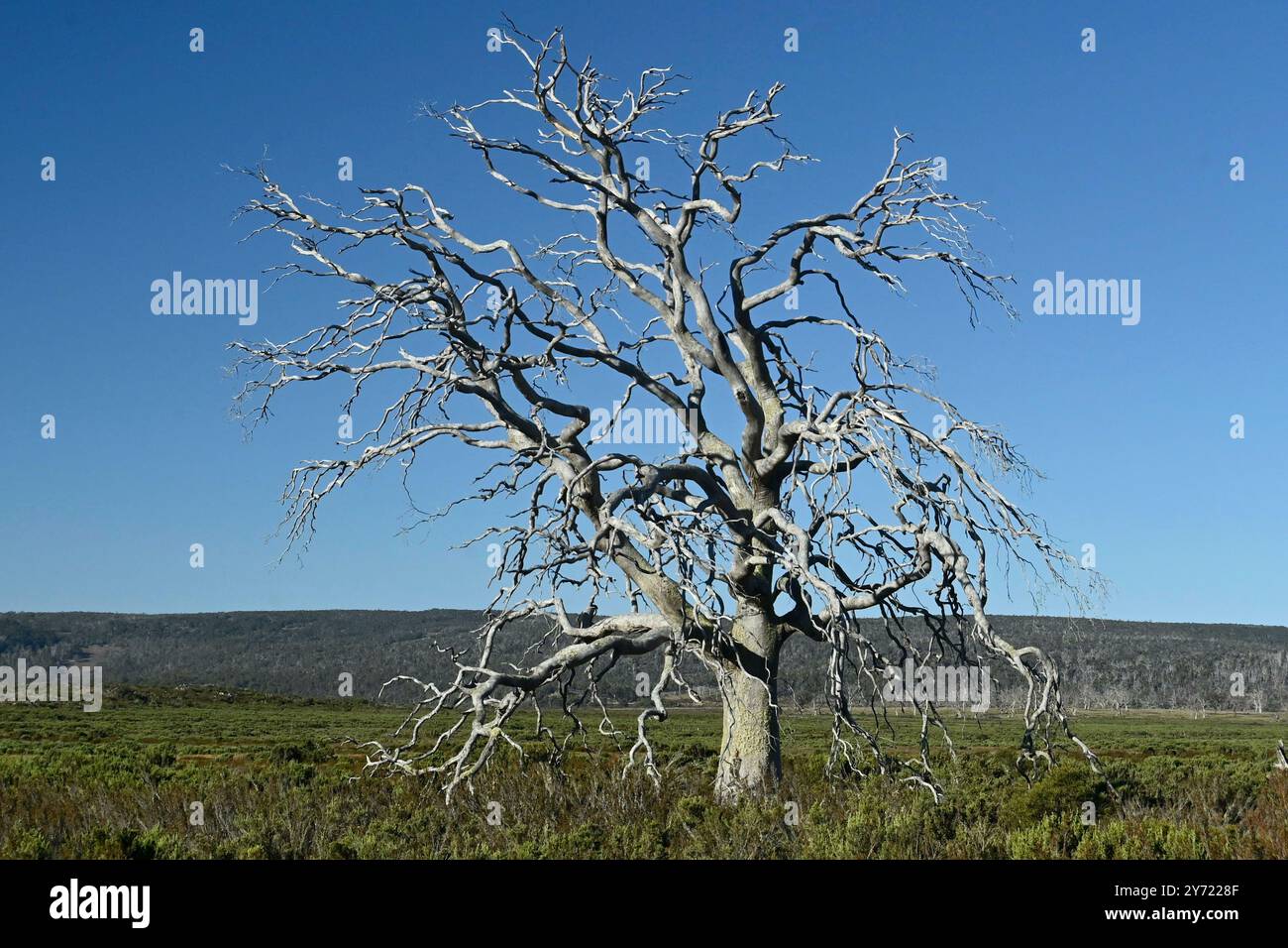 Tasmanie Miena Cider Gum Eucalyptus gunnii subsp. Divaricata Central Highlands, Tasmanie, Australie espèces menacées arbre mort en raison de la sécheresse Banque D'Images